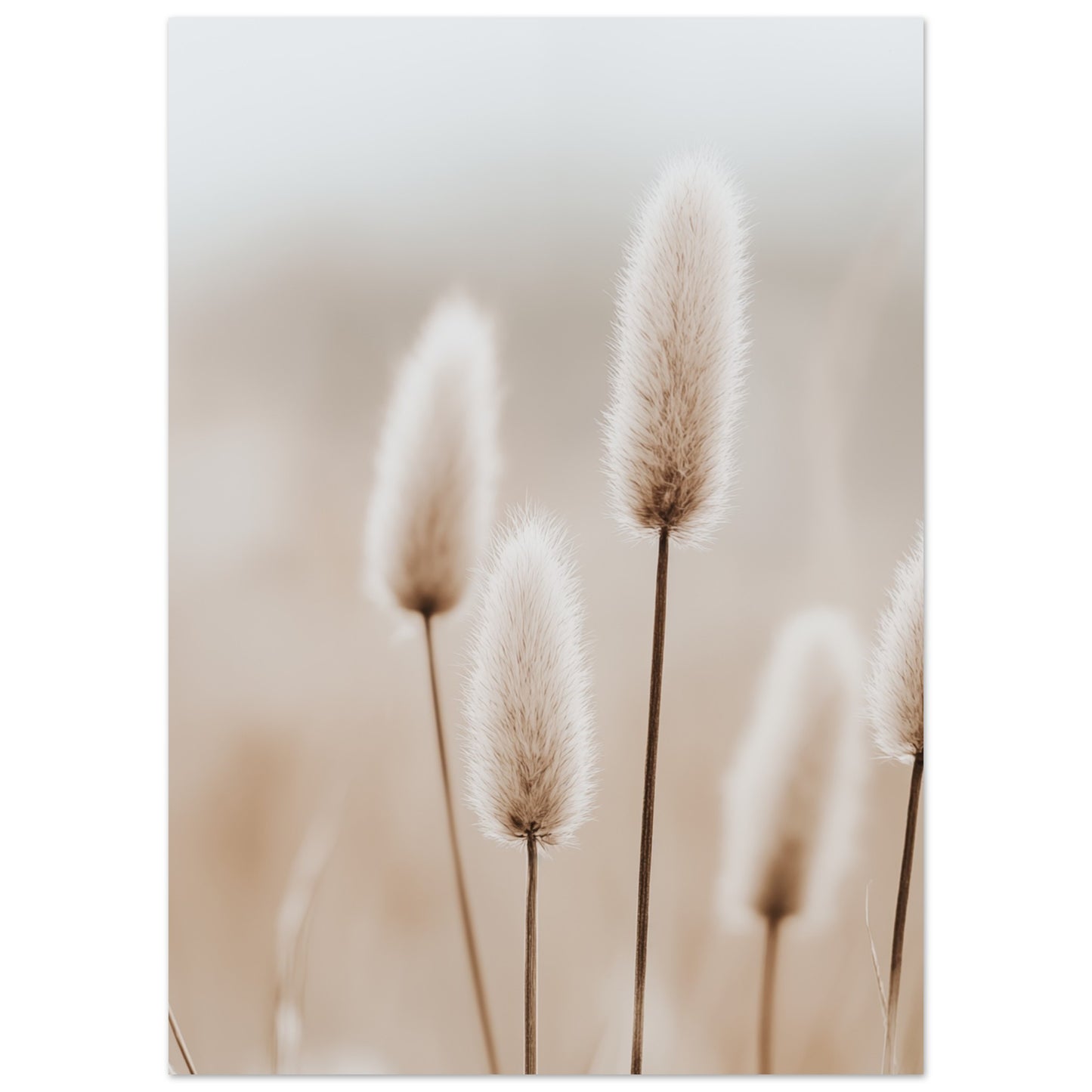 Hasenschwanzgräser in sanften Tönen 50x70 cm - Pixara