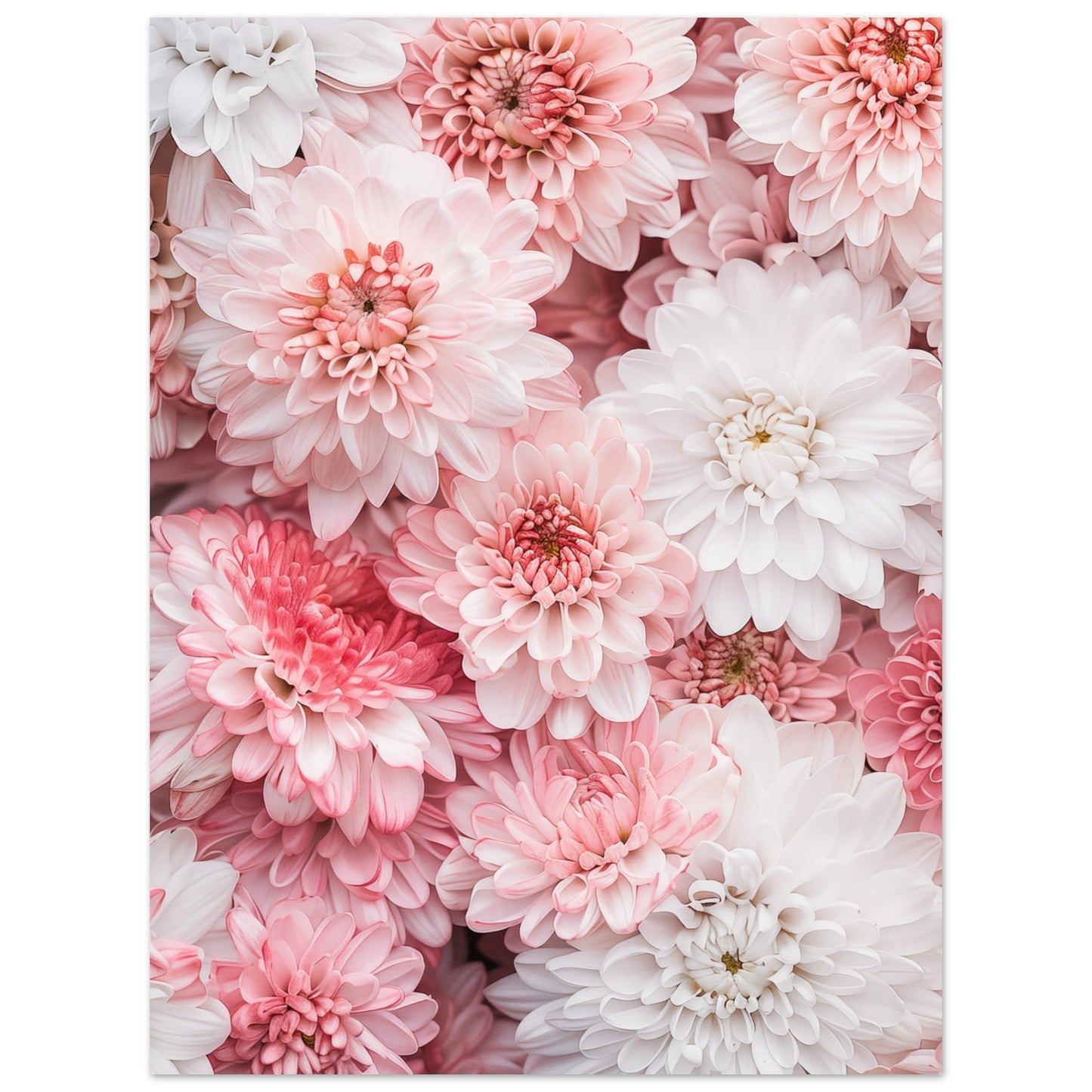 Chrysanthemen-Pracht Poster 30x40 cm - Pixara