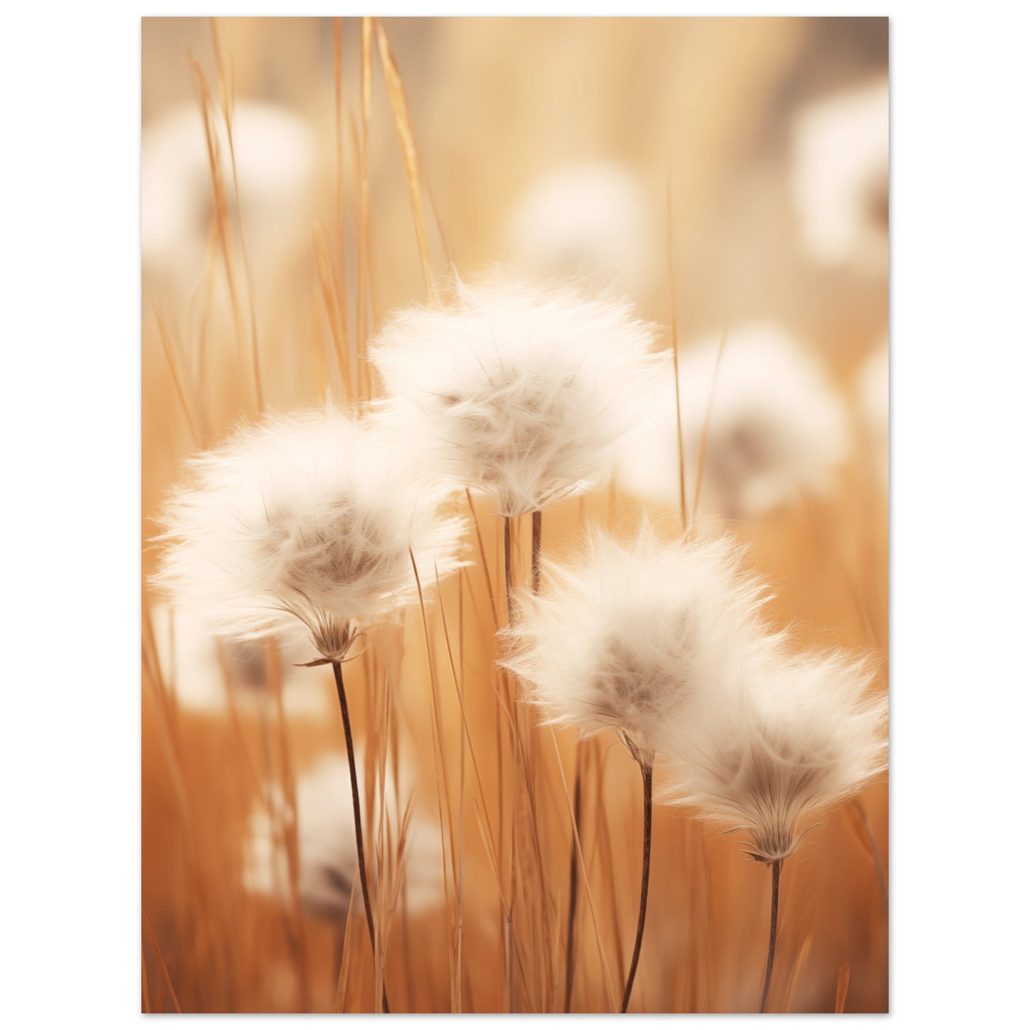 Cotton Calm Poster 30x40 cm - Pixara