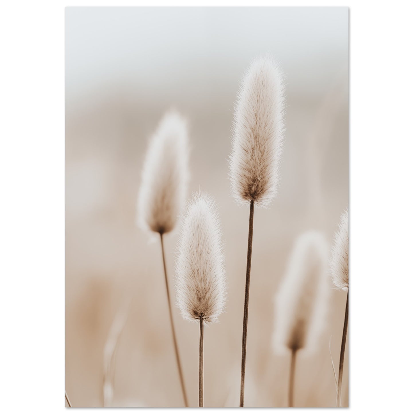 Hasenschwanzgräser in sanften Tönen A4 21x29.7 cm - Pixara