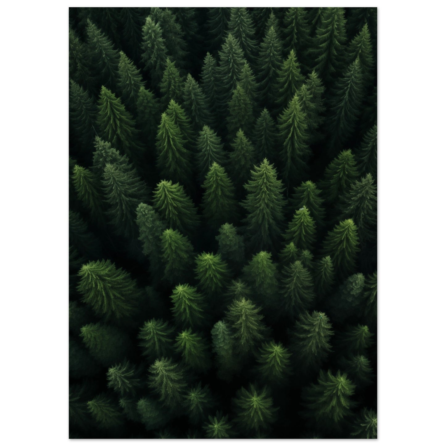 Wald von oben Poster 50x70 cm - Pixara