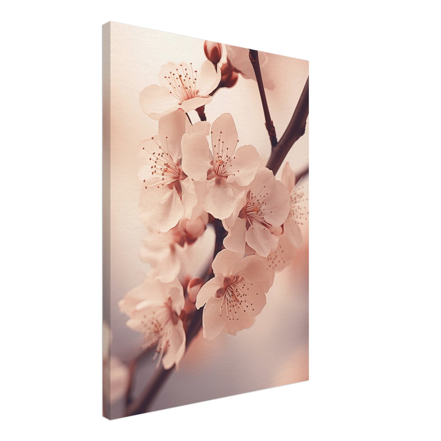 Kirschblüten Leinwand 50x70 cm - Pixara