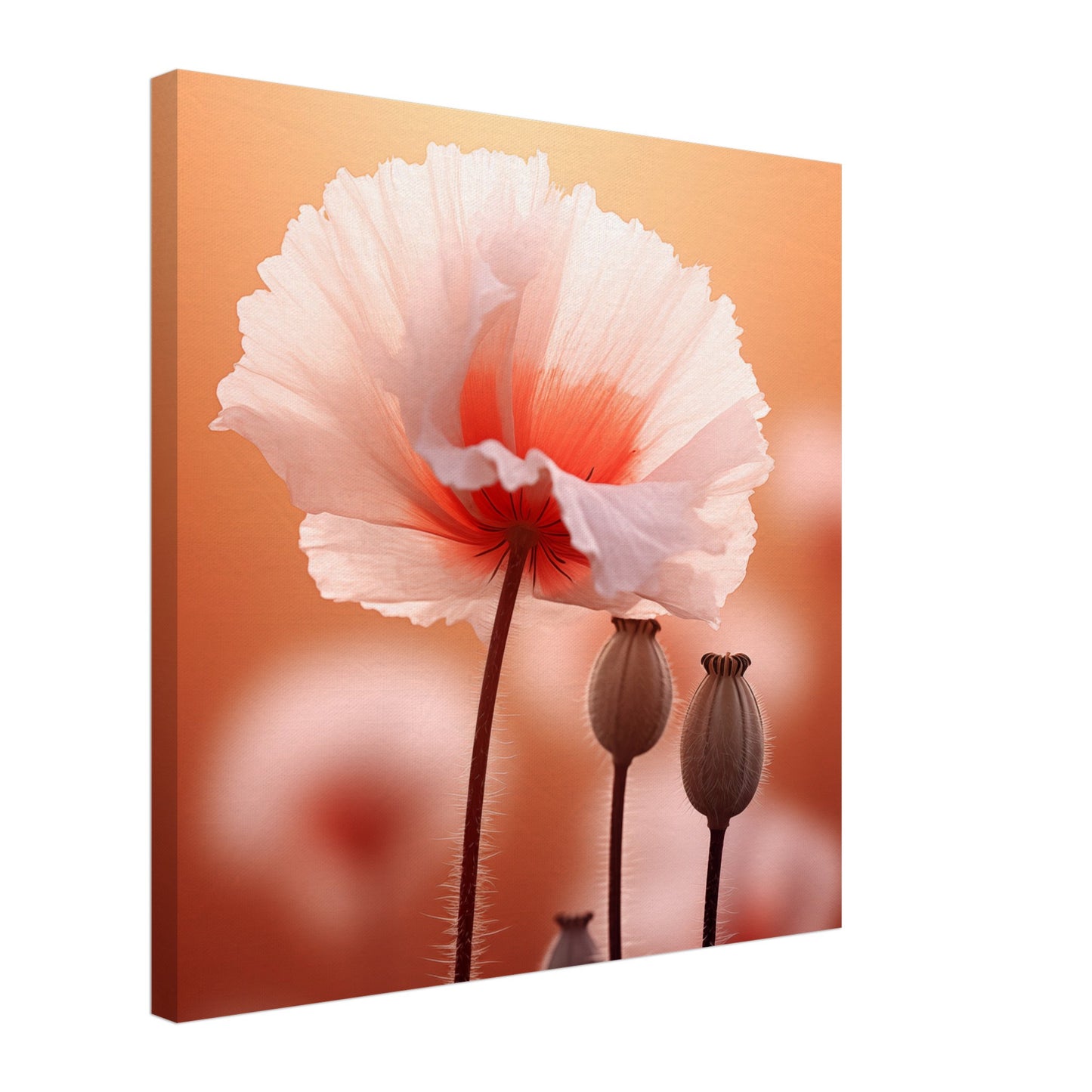 Sanfte Entfaltung Leinwand 50x50 cm - Pixara