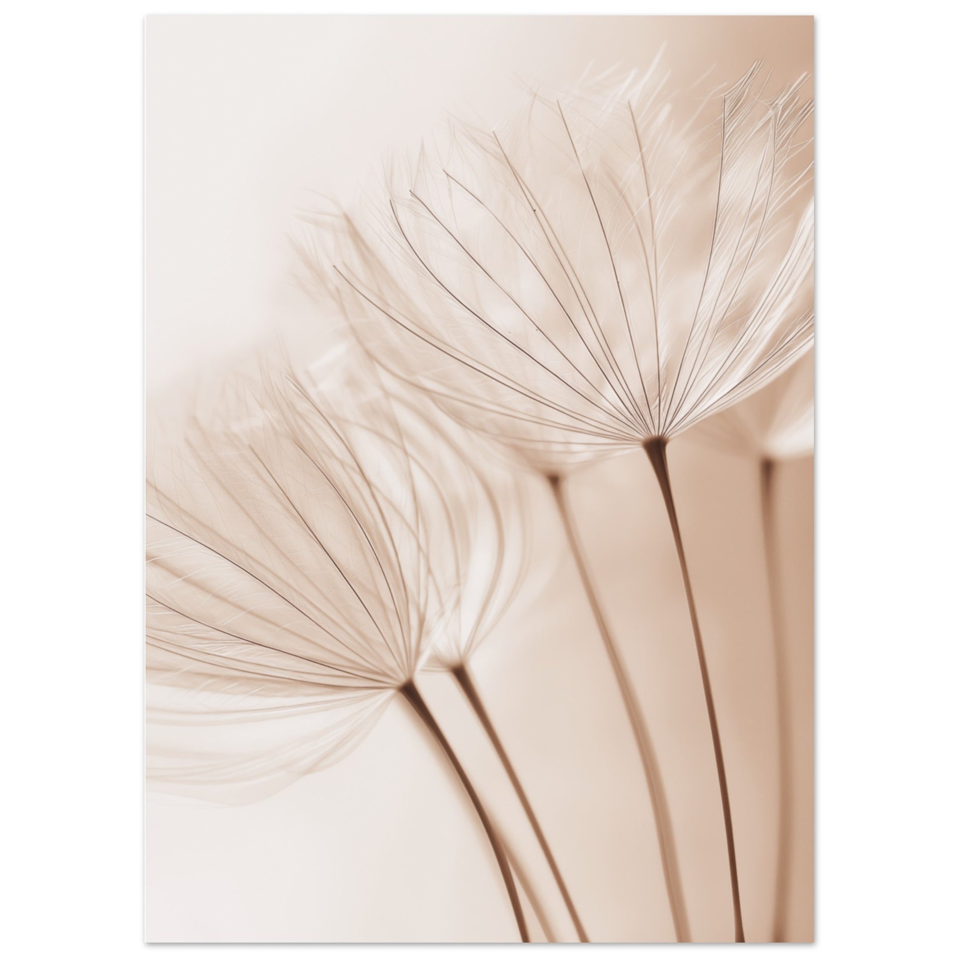 Zarte Pusteblume 13x18 cm - Pixara