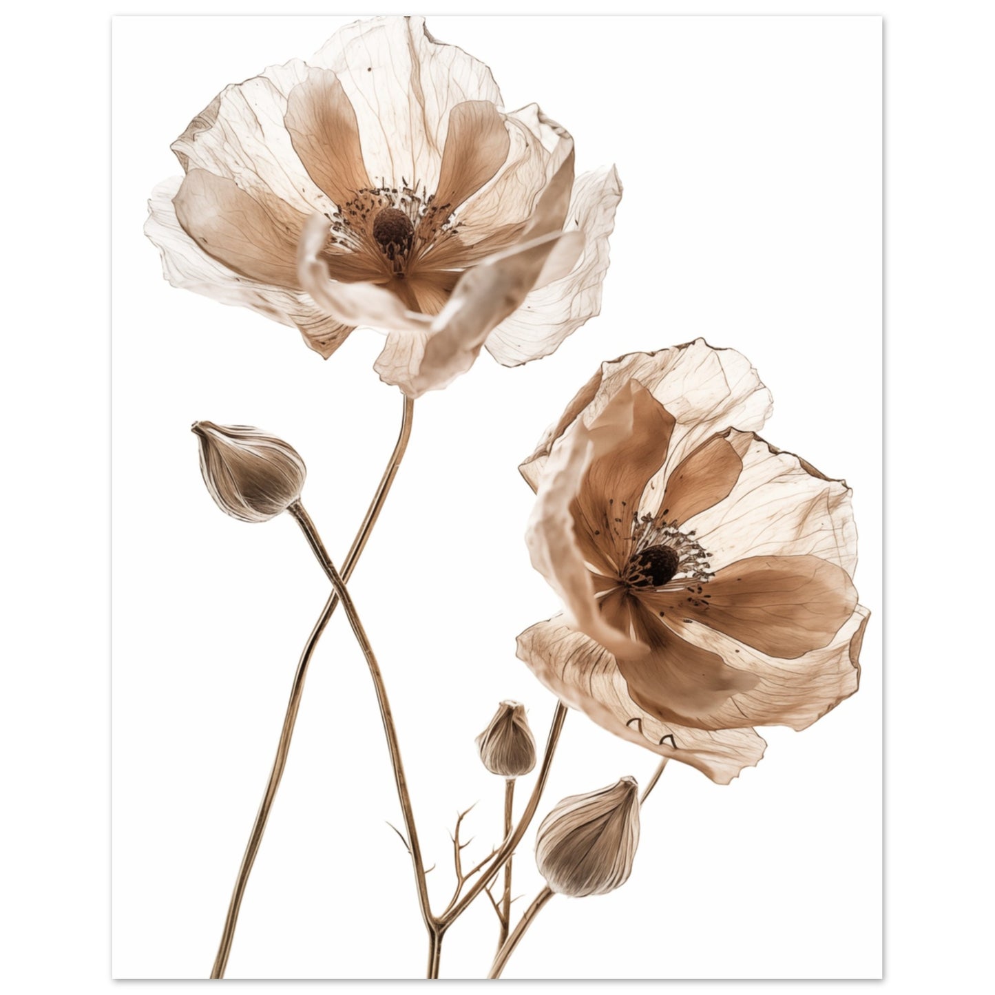 Delicate Dried Blooms Poster 20x25 cm - Pixara