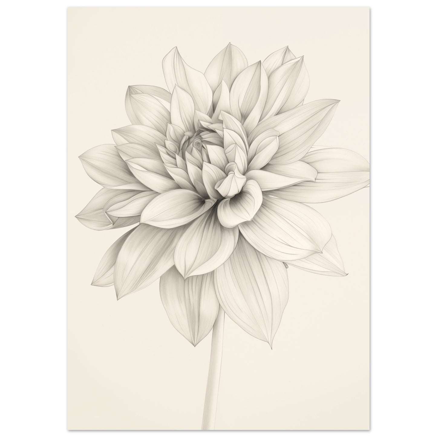 Dahlienzauber 50x70 cm - Pixara