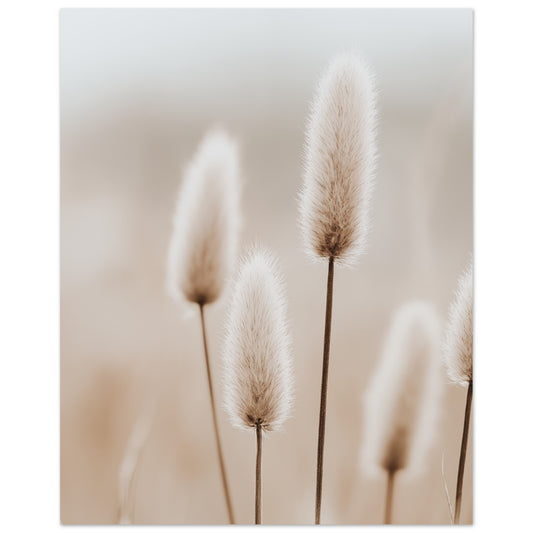Hasenschwanzgräser in sanften Tönen 40x50 cm - Pixara