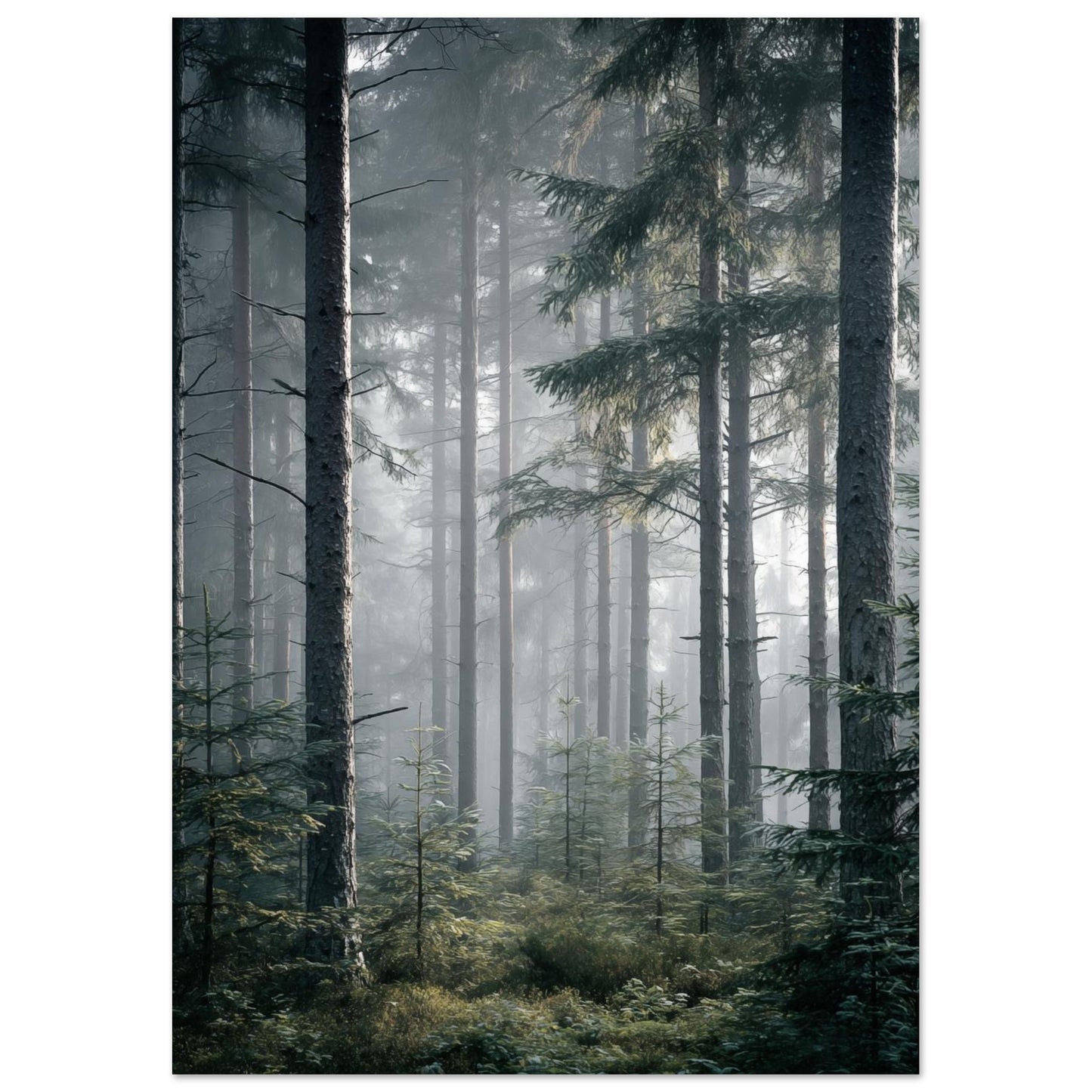 Poster „Morgennebel im Wald“, 21 × 29,7 cm, mit dichtem Nadelwald im kühlen Morgennebel