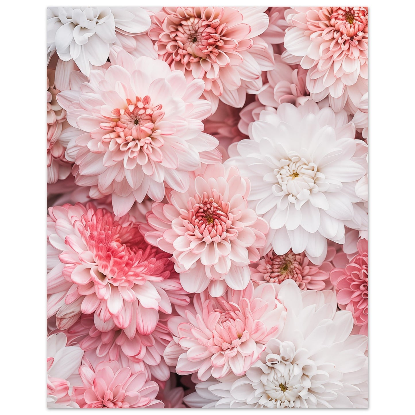 Chrysanthemen-Pracht Poster 40x50 cm - Pixara