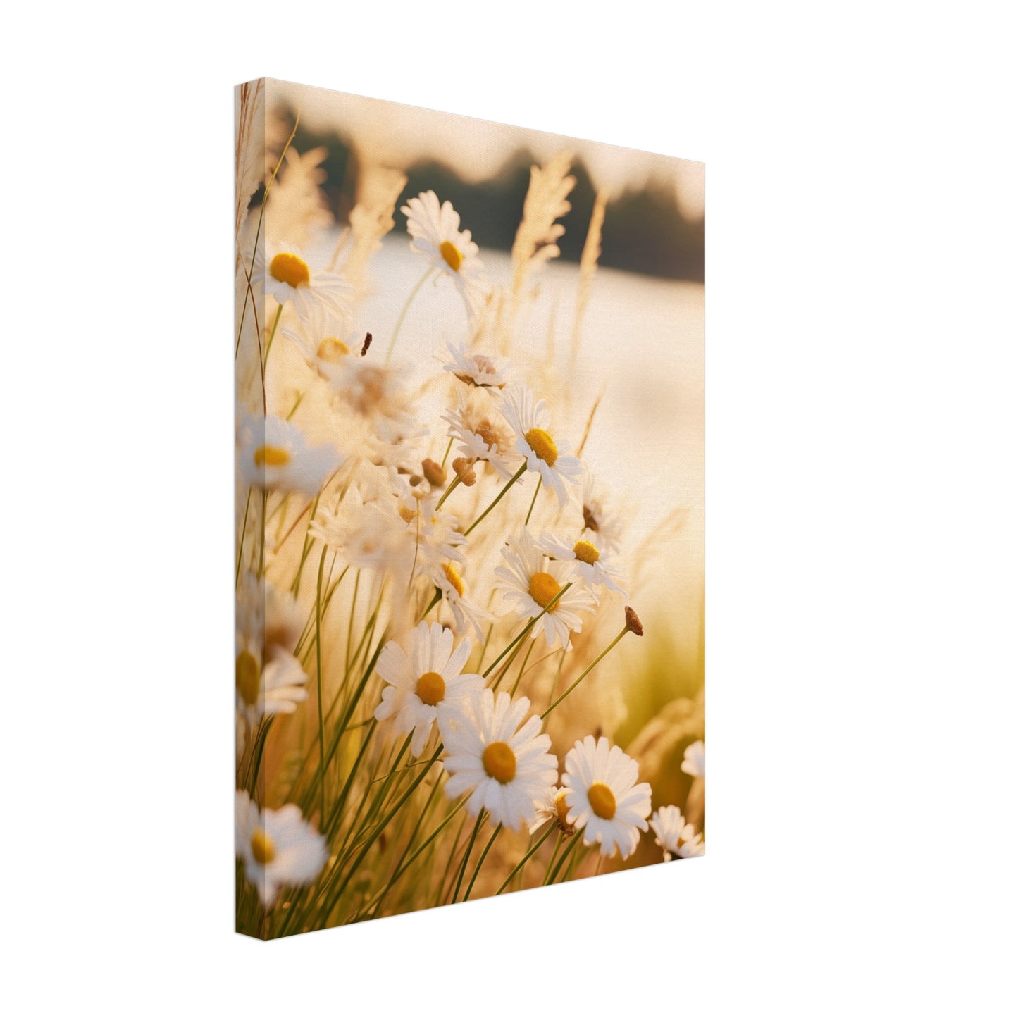 Abendsonne und Gänseblümchen Leinwand 30x40 cm - Pixara