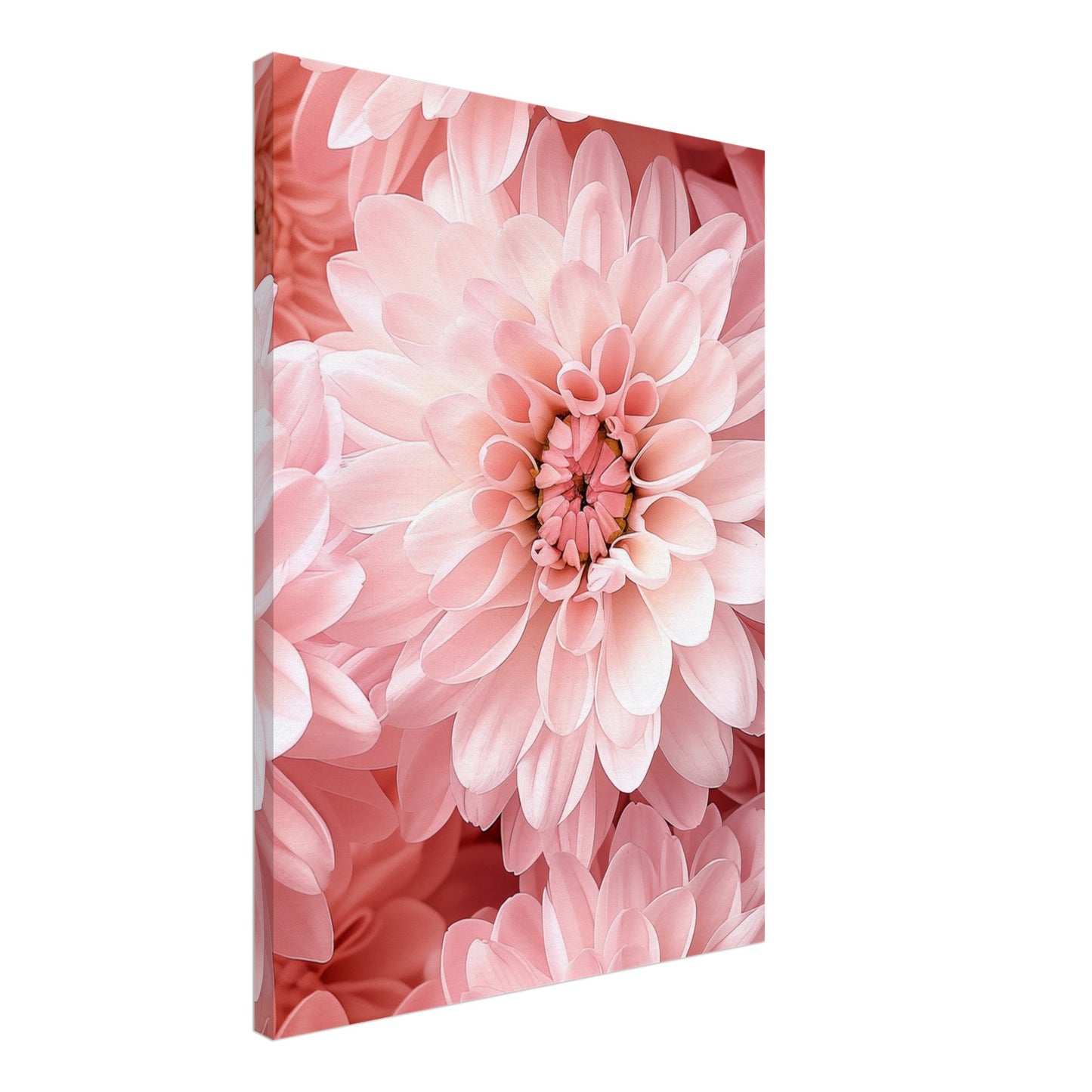 Rosa Chrysantheme Leinwand 50x70 cm - Pixara