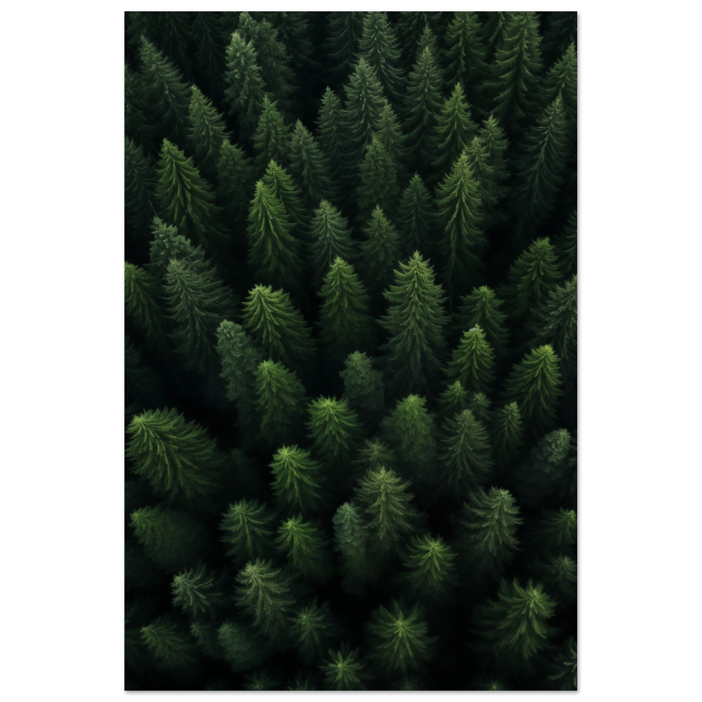 Wald von oben Poster 60x90 cm - Pixara
