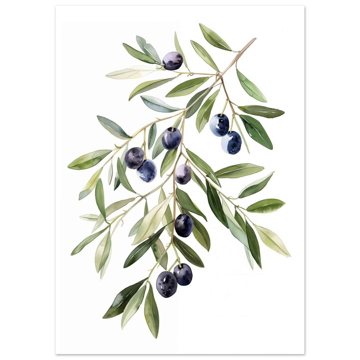 Olive Branch Serenity Poster 50x70 cm - Pixara