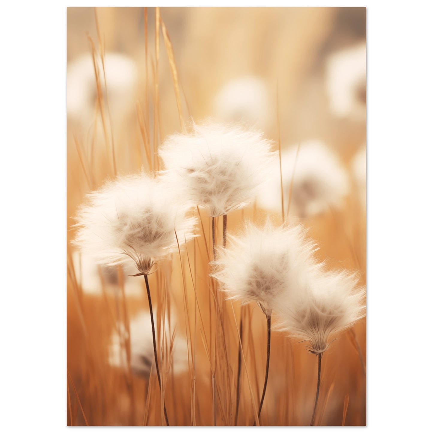 Cotton Calm Poster 50x70 cm - Pixara