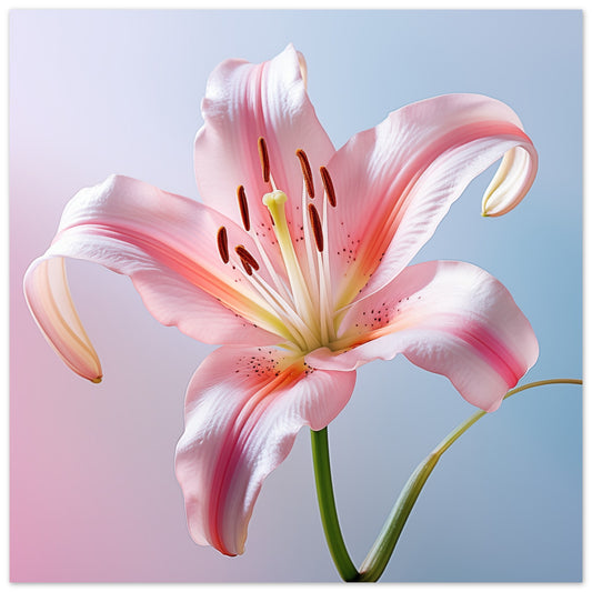 Zarte Eleganz 30x30 cm - Pixara