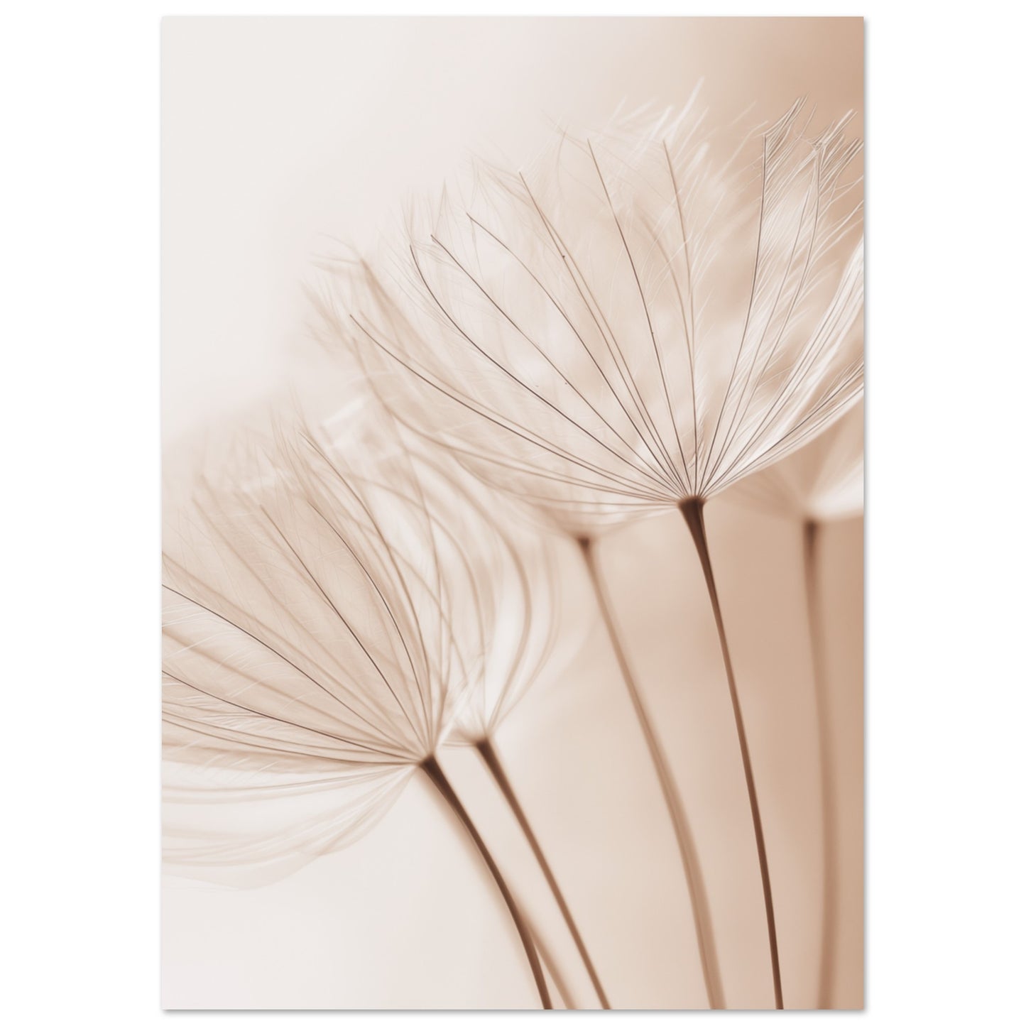 Zarte Pusteblume A4 21x29.7 cm - Pixara