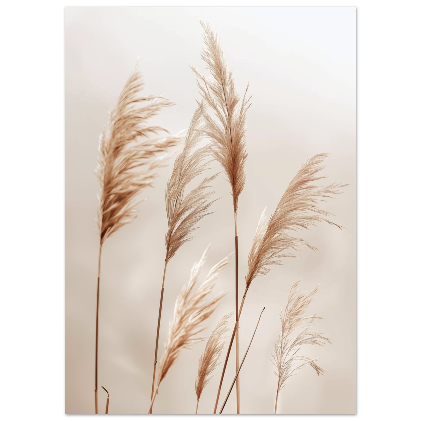Weiche Gräser im Wind 50x70 cm - Pixara