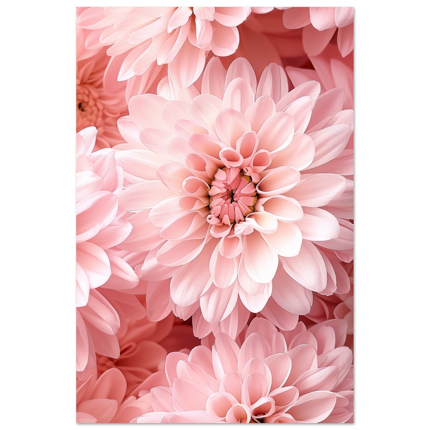 Rosa Chrysantheme Poster 60x90 cm - Pixara