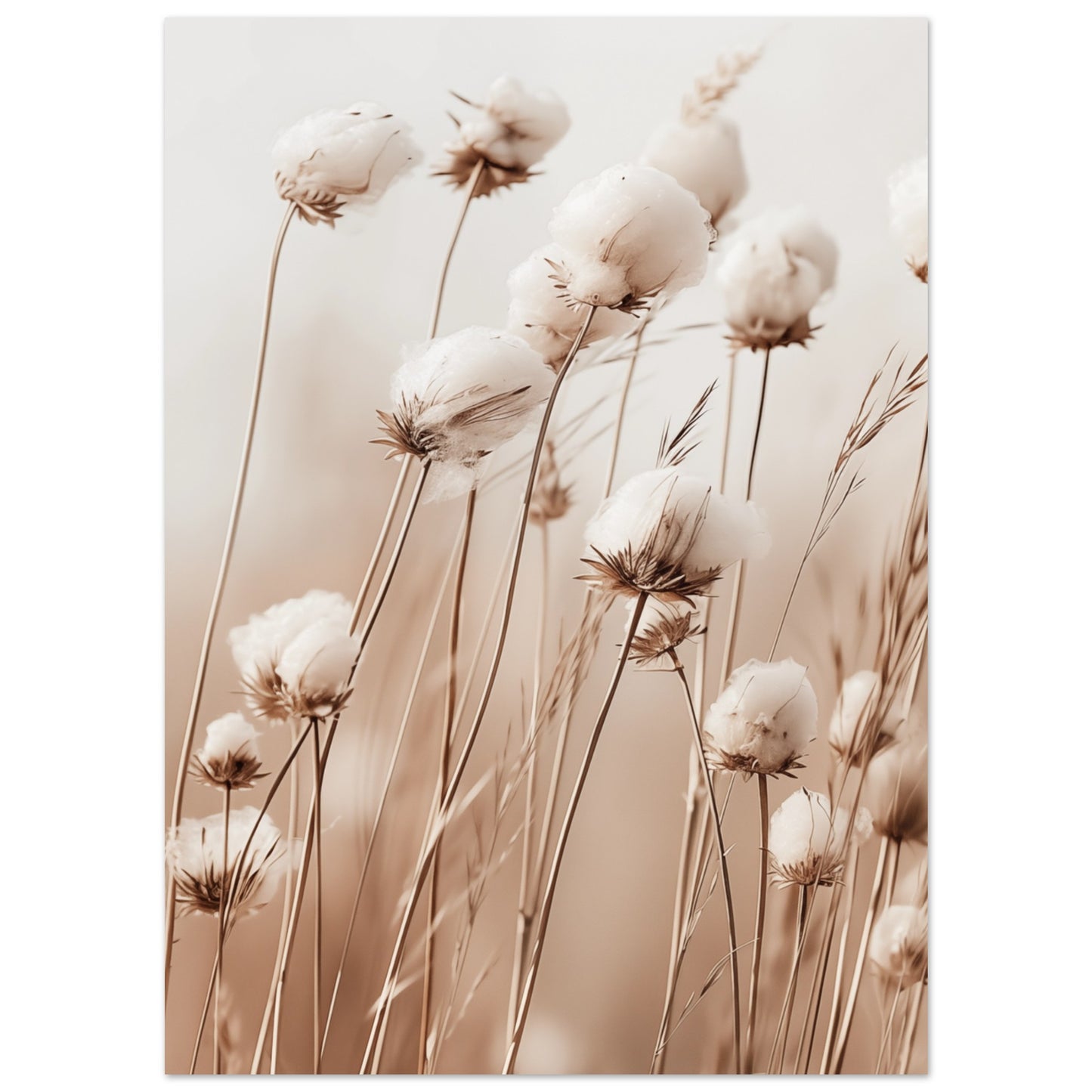 Flauschige Baumwollblumen 13x18 cm - Pixara