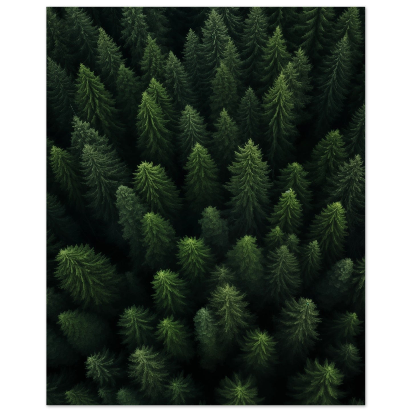 Wald von oben Poster 40x50 cm - Pixara