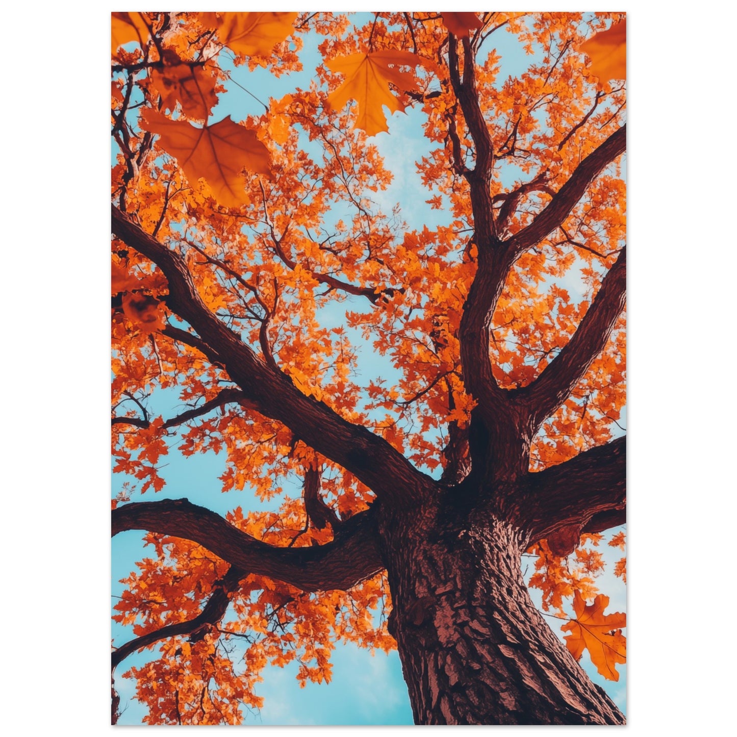 Majestätische Herbst-Eiche 13x18 cm - Pixara