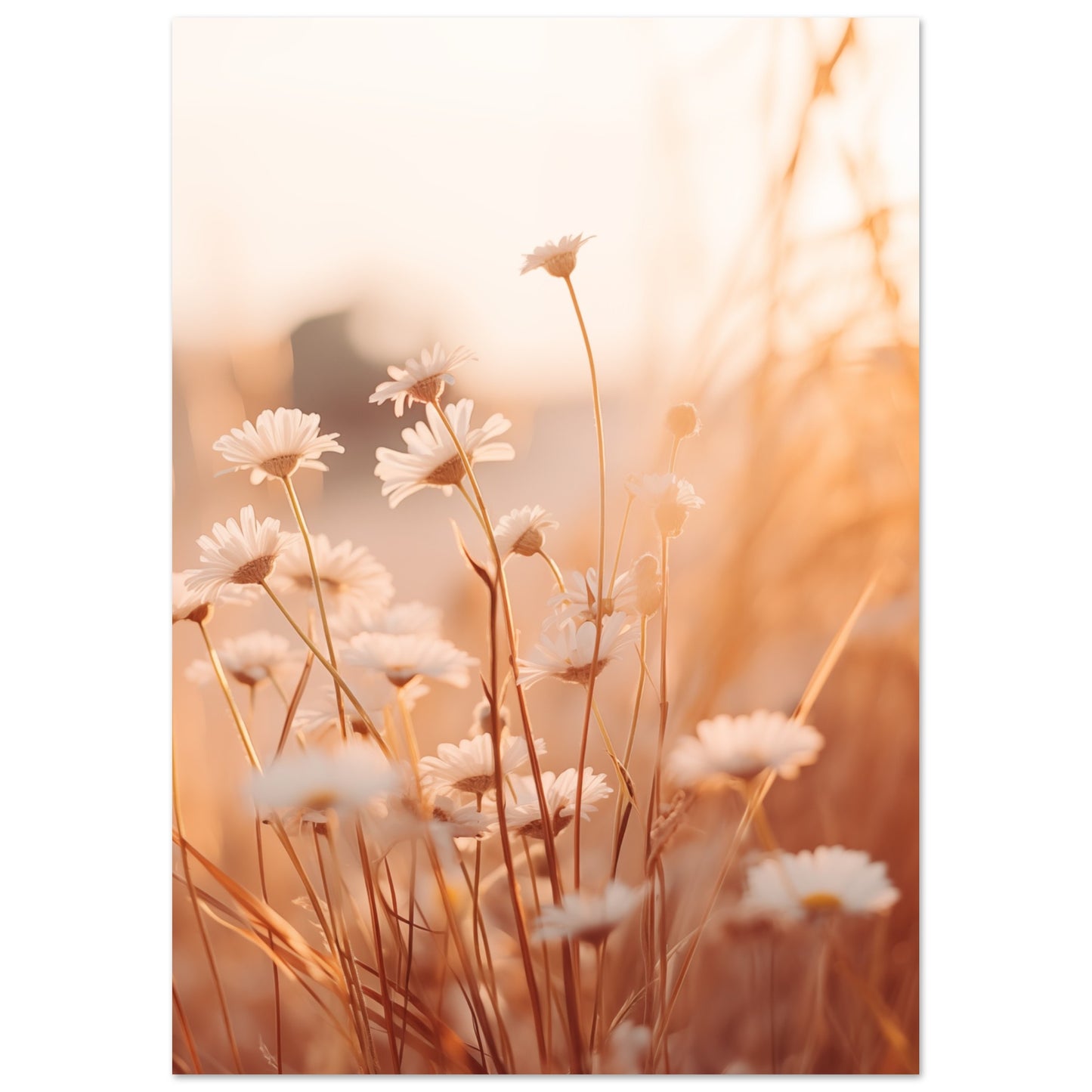 Morgendämmerung im Feld Poster A4 21x29.7 cm - Pixara