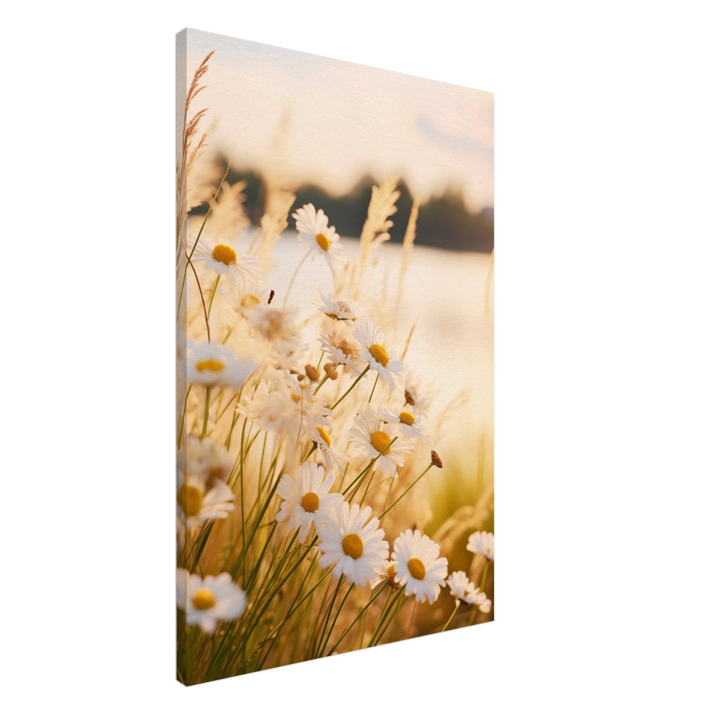 Abendsonne und Gänseblümchen Leinwand 60x90 cm - Pixara