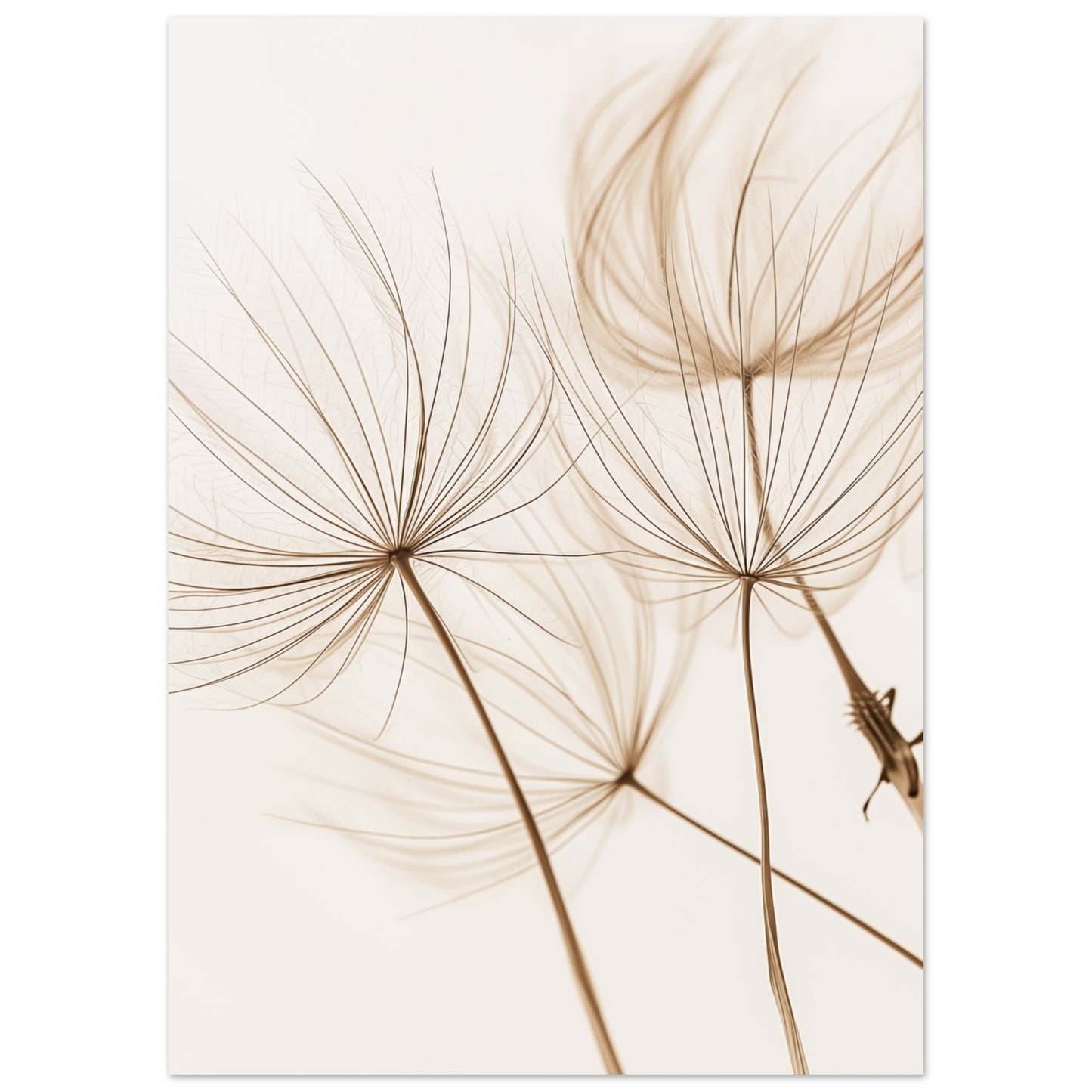 Löwenzahnträume 50x70 cm - Pixara
