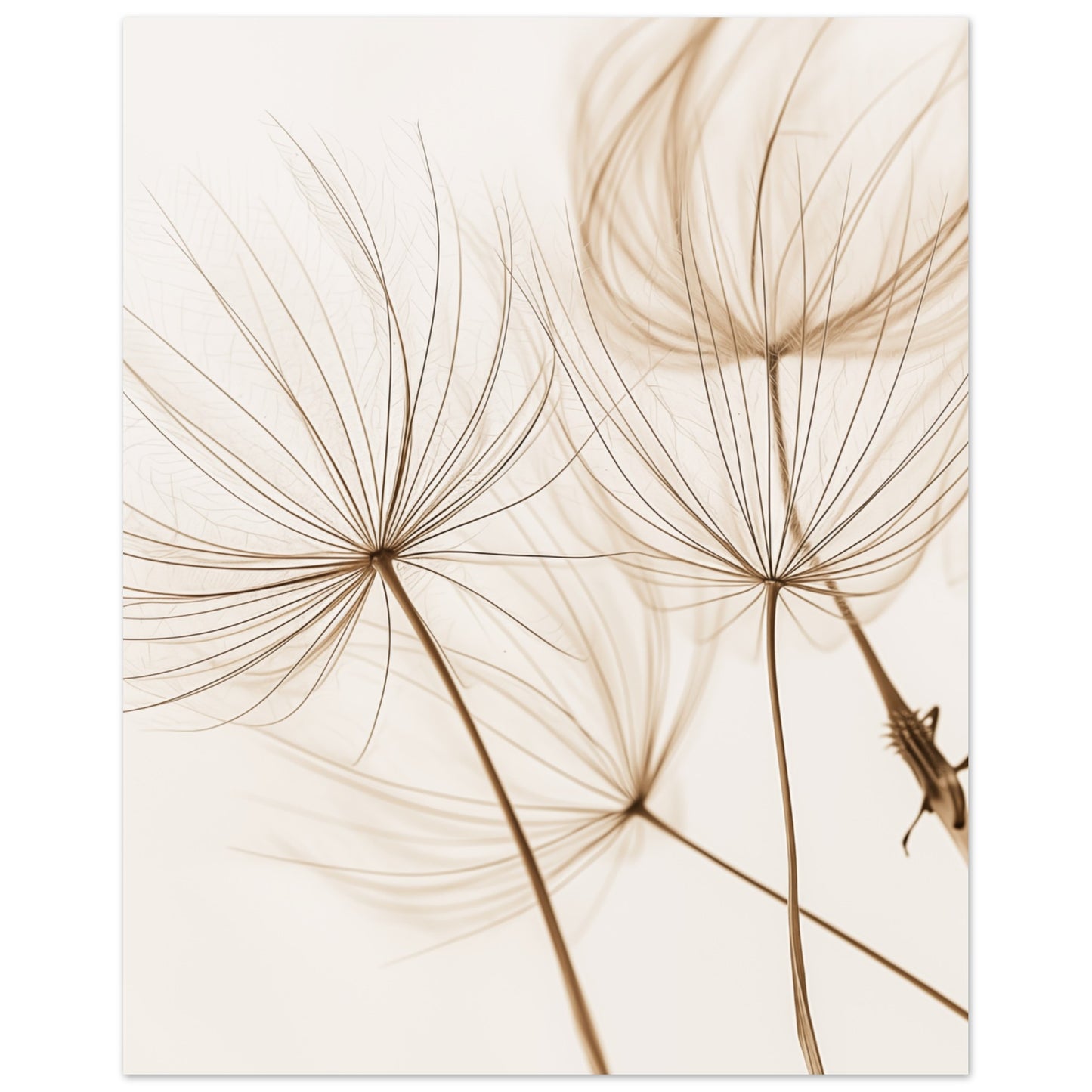 Löwenzahnträume 40x50 cm - Pixara
