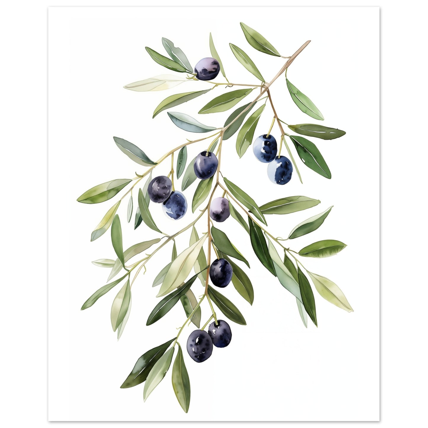 Olive Branch Serenity Poster 20x25 cm - Pixara
