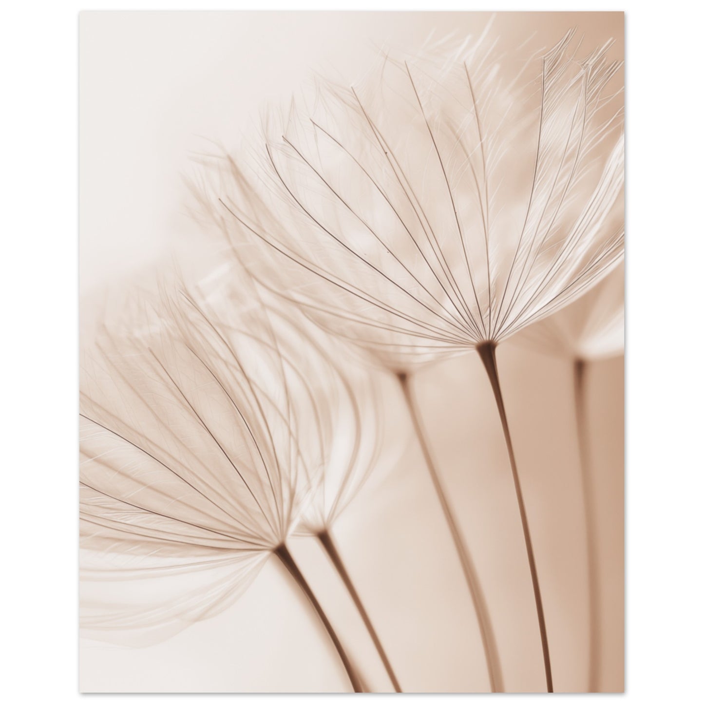 Zarte Pusteblume 20x25 cm - Pixara