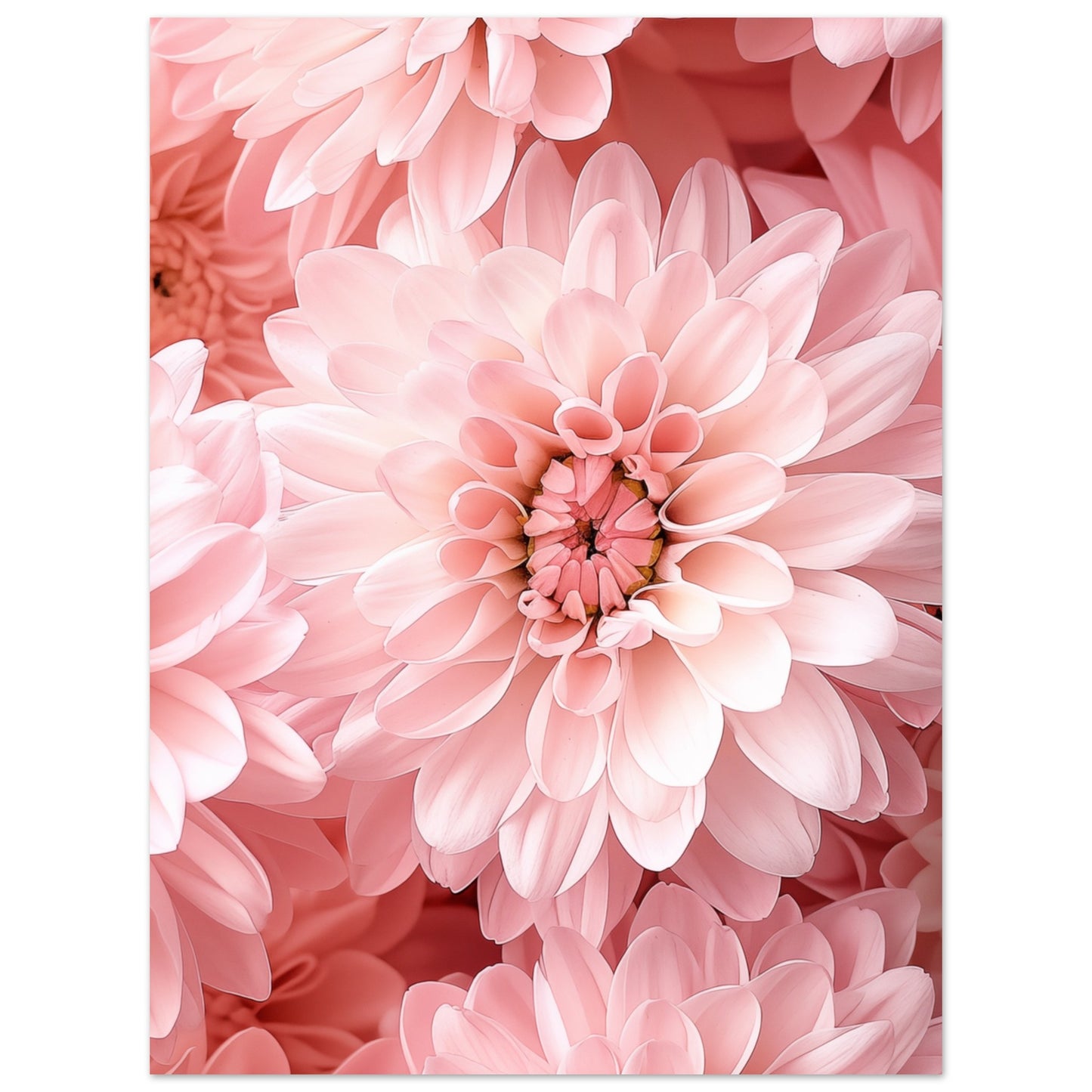 Rosa Chrysantheme Poster 30x40 cm - Pixara