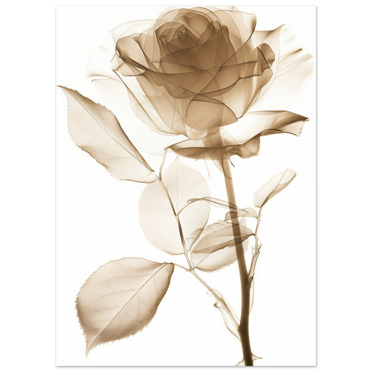 Röntgenrose 13x18 cm - Pixara