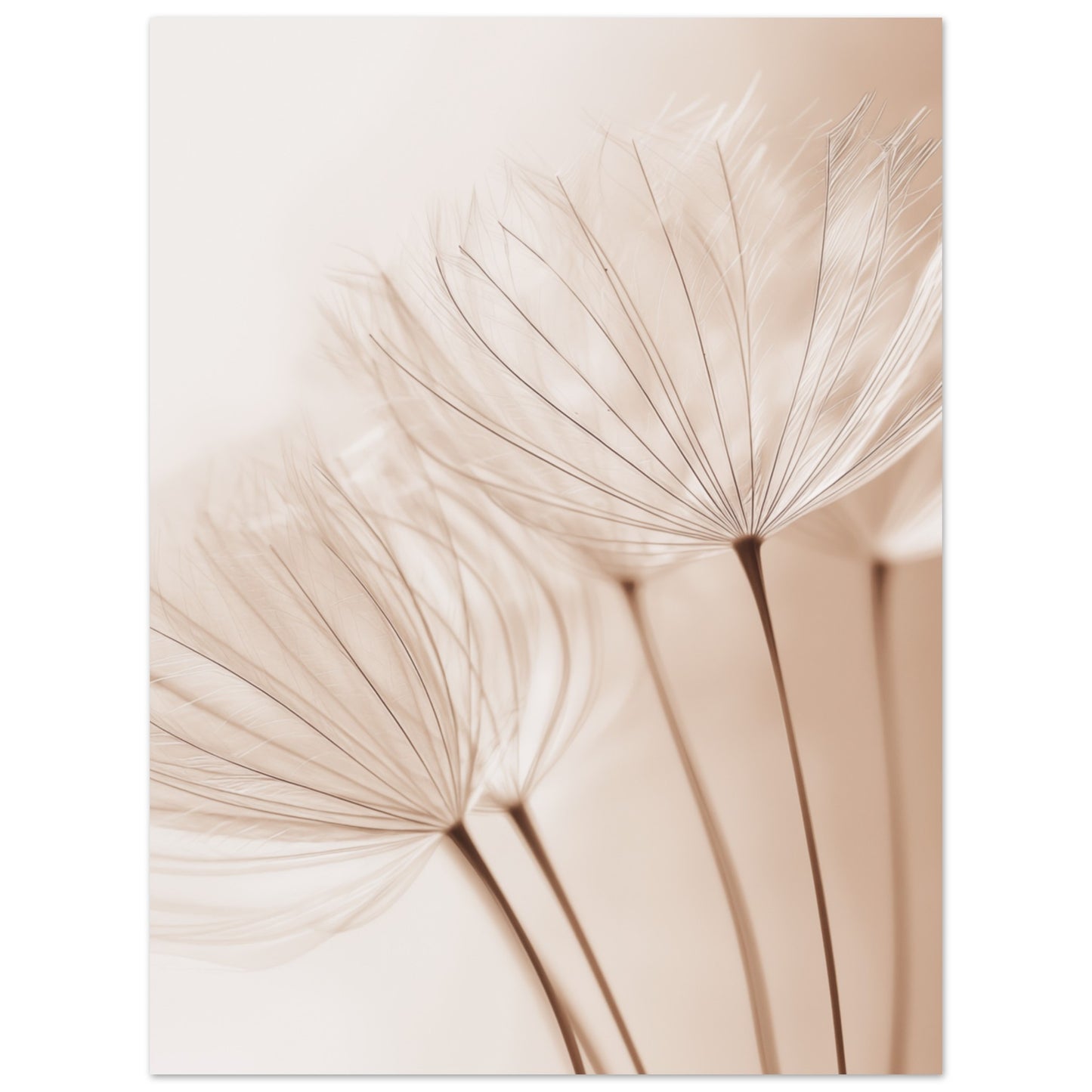 Zarte Pusteblume 30x40 cm - Pixara