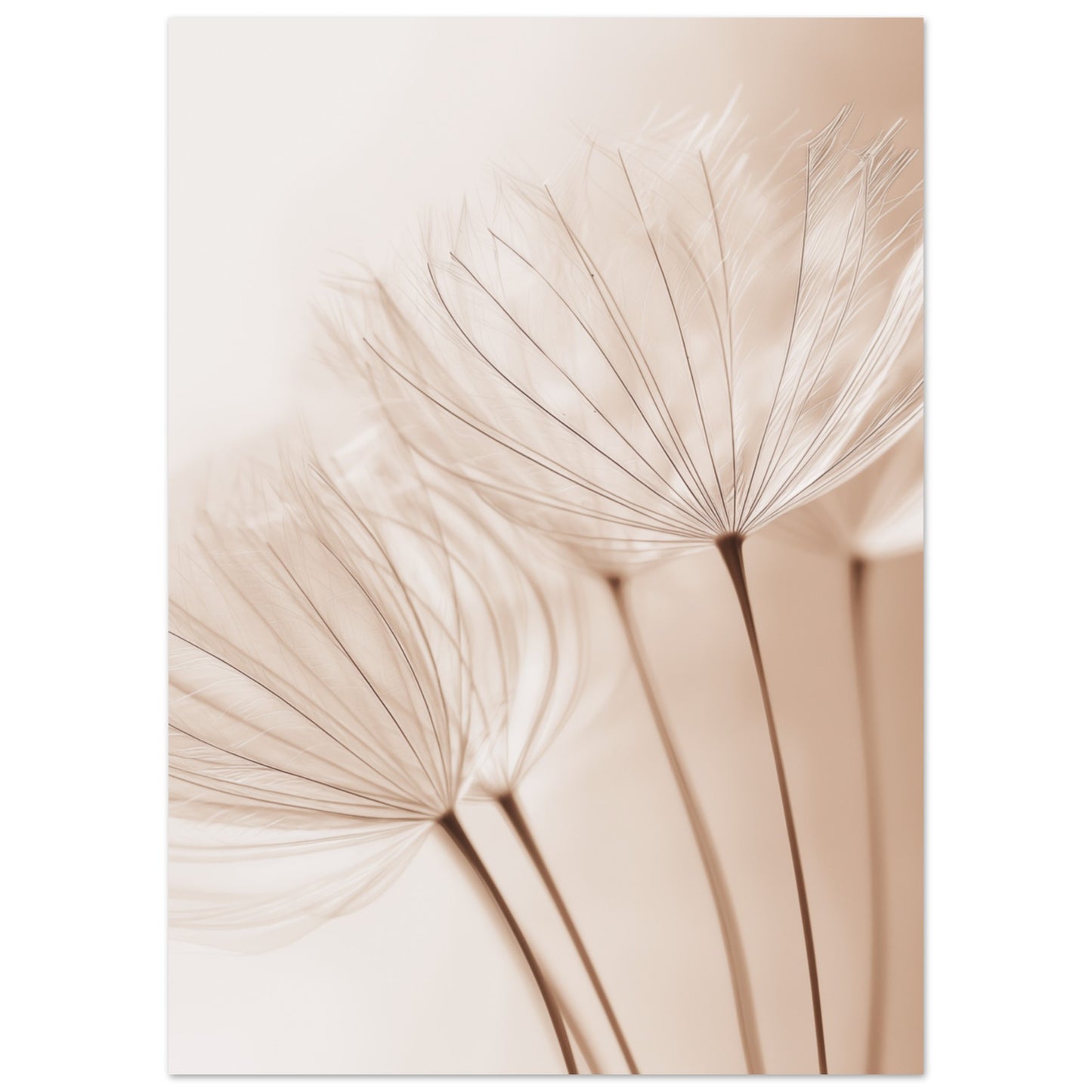 Zarte Pusteblume 50x70 cm - Pixara