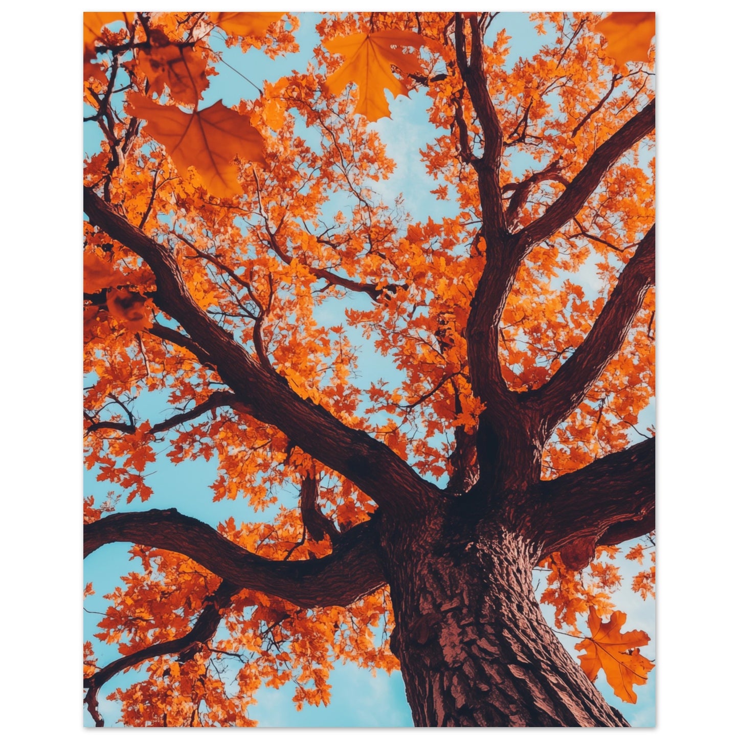 Majestätische Herbst-Eiche 40x50 cm - Pixara
