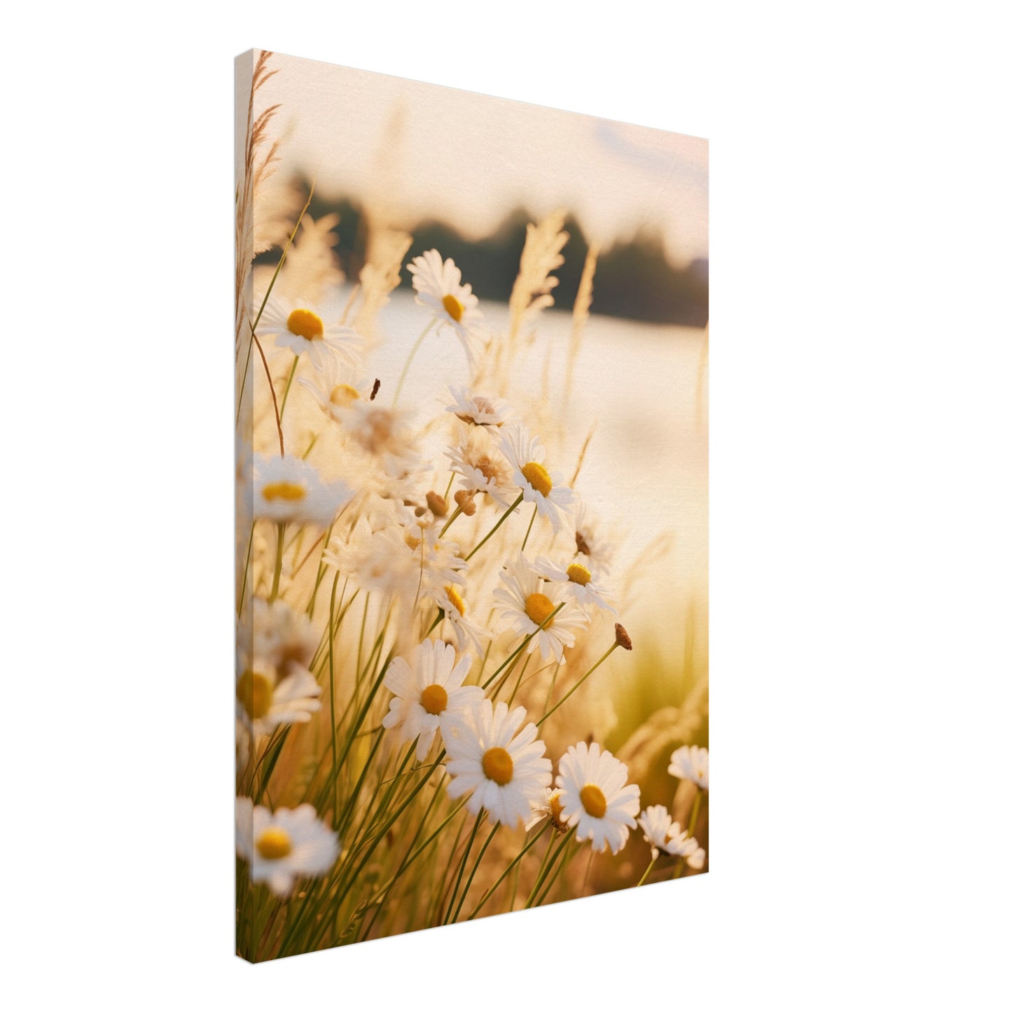 Abendsonne und Gänseblümchen Leinwand 50x70 cm - Pixara