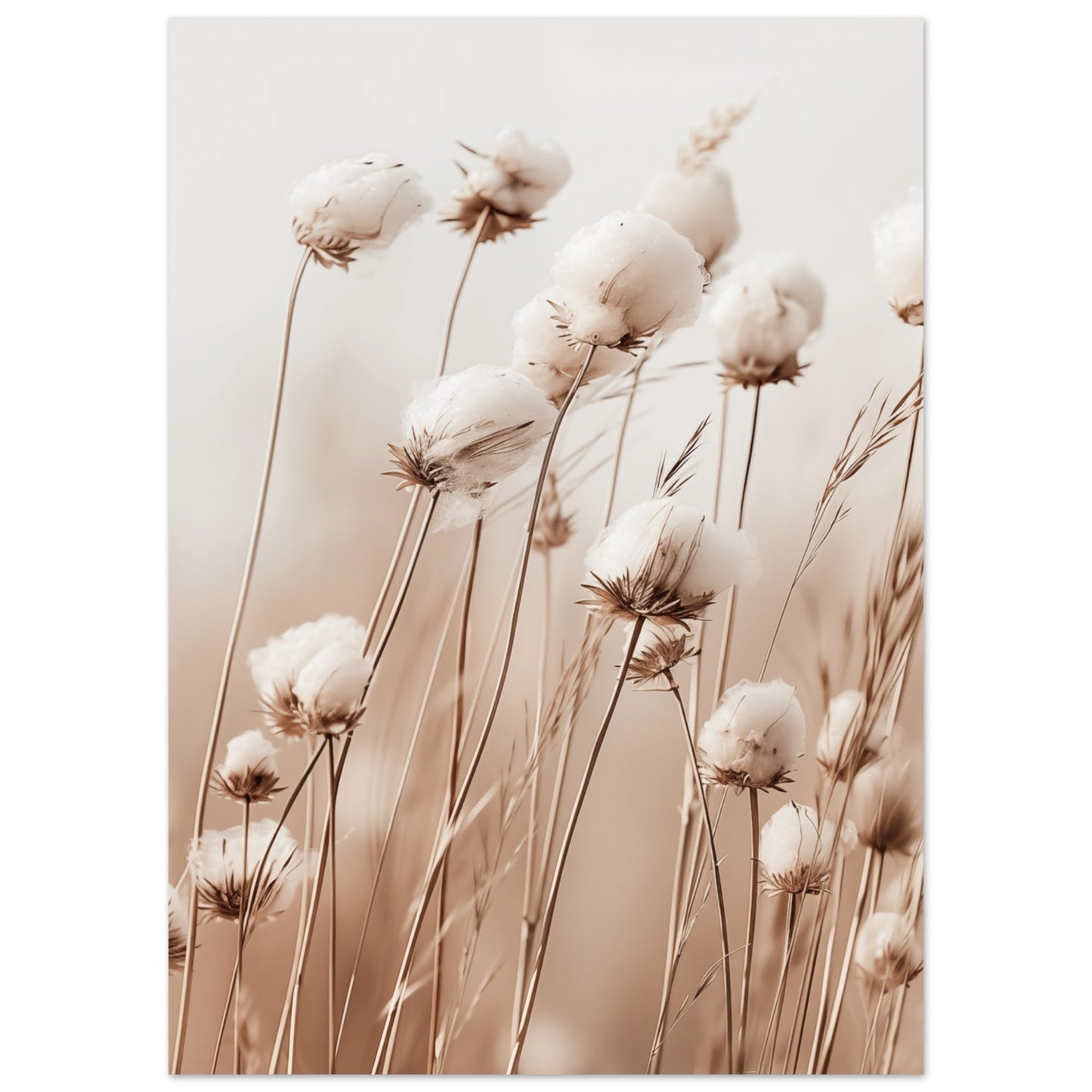 Flauschige Baumwollblumen 50x70 cm - Pixara