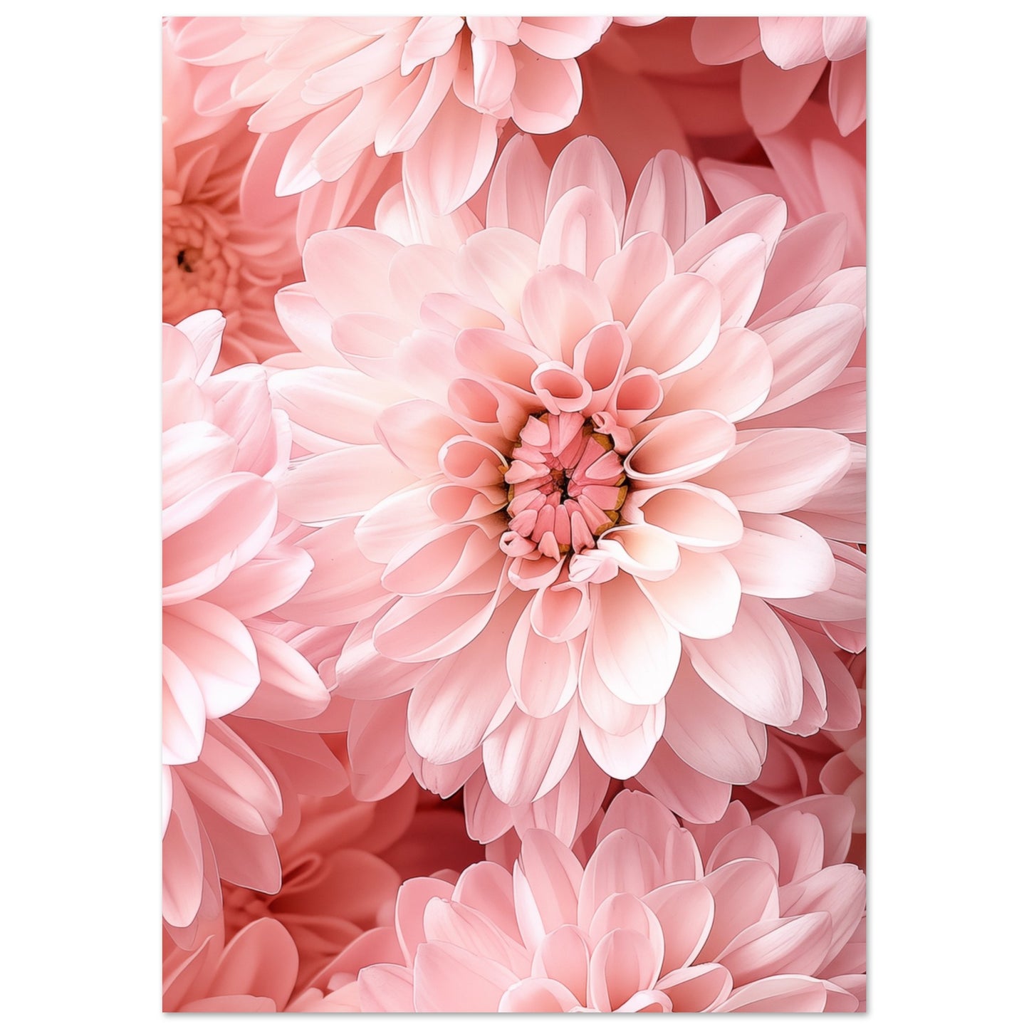 Rosa Chrysantheme Poster A4 21x29.7 cm - Pixara