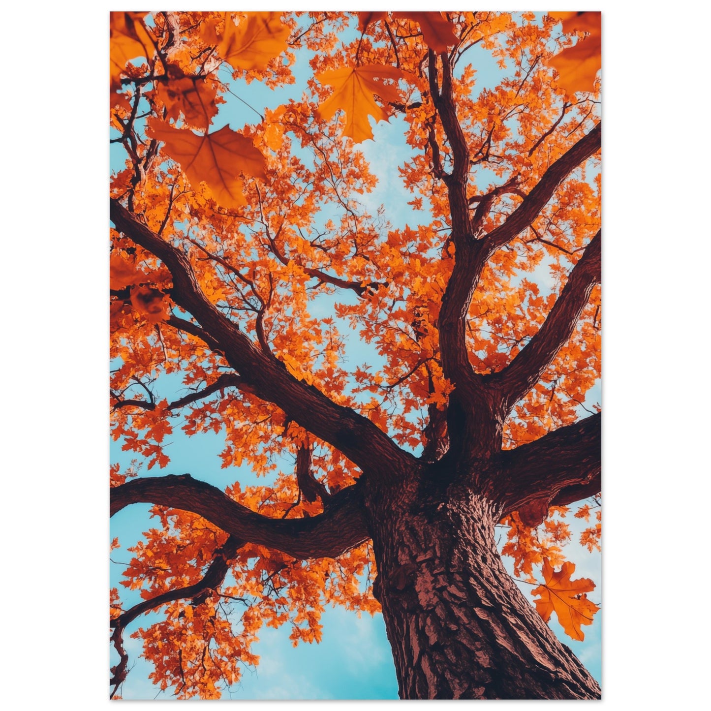 Majestätische Herbst-Eiche 50x70 cm - Pixara