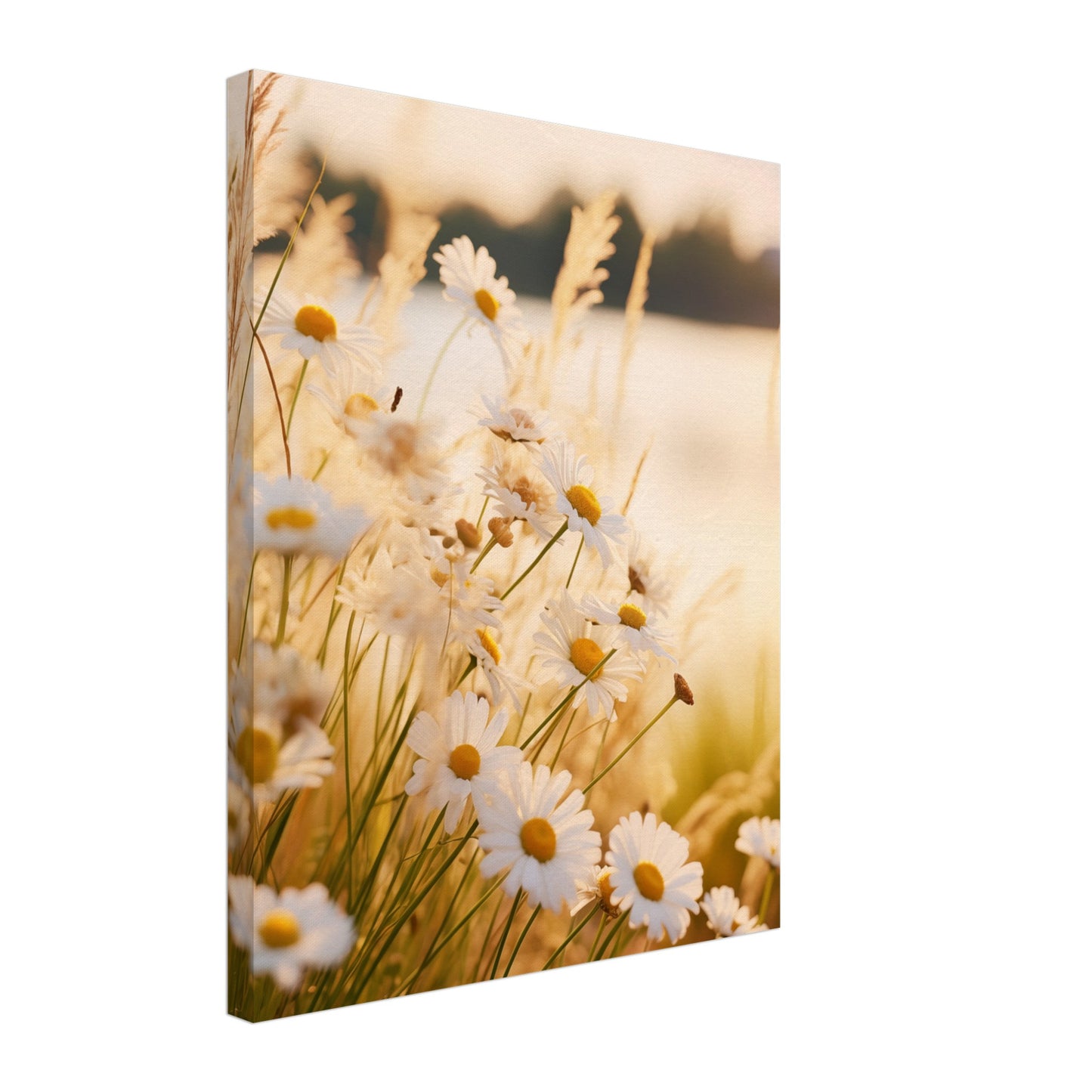 Abendsonne und Gänseblümchen Leinwand 40x50 cm - Pixara