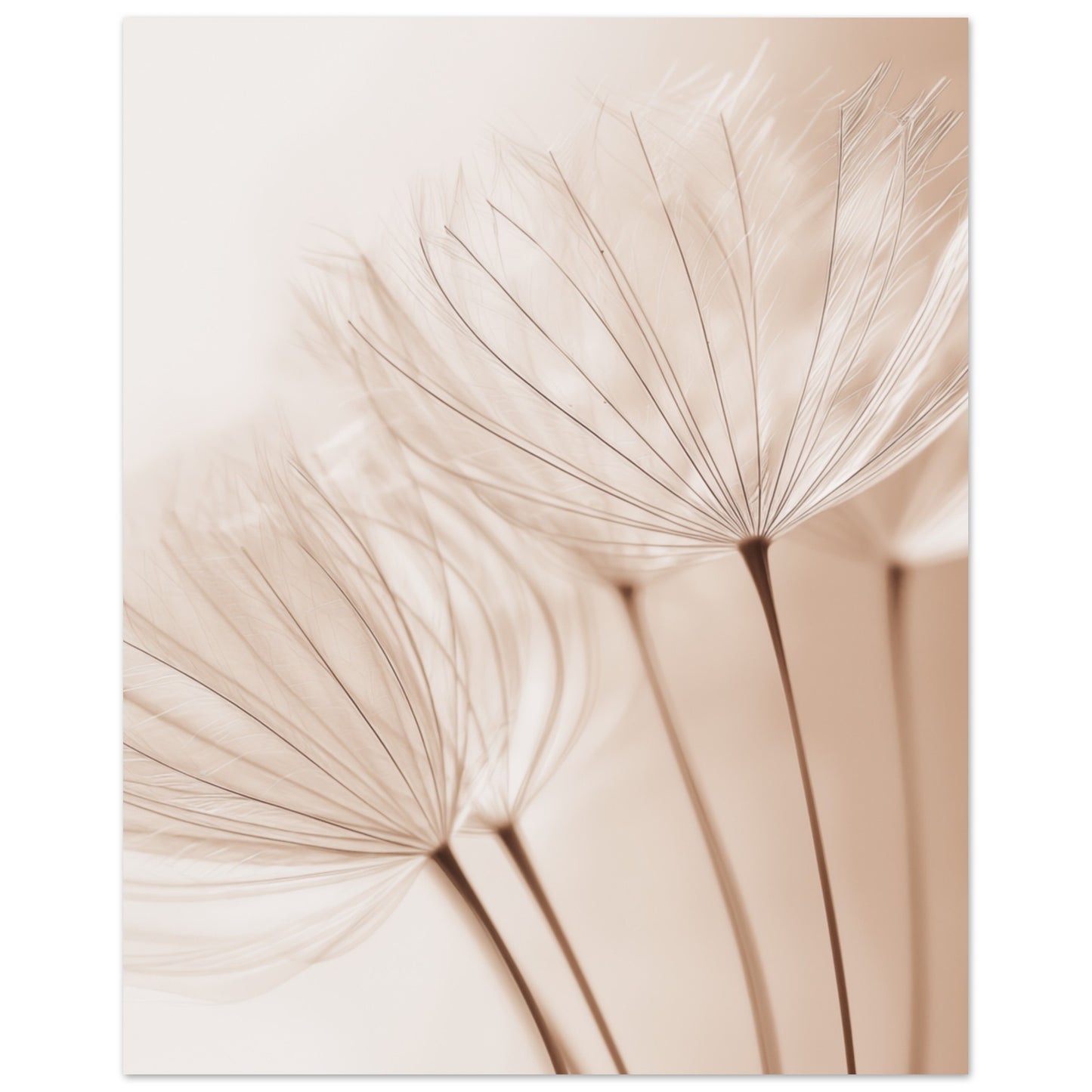 Zarte Pusteblume 40x50 cm - Pixara