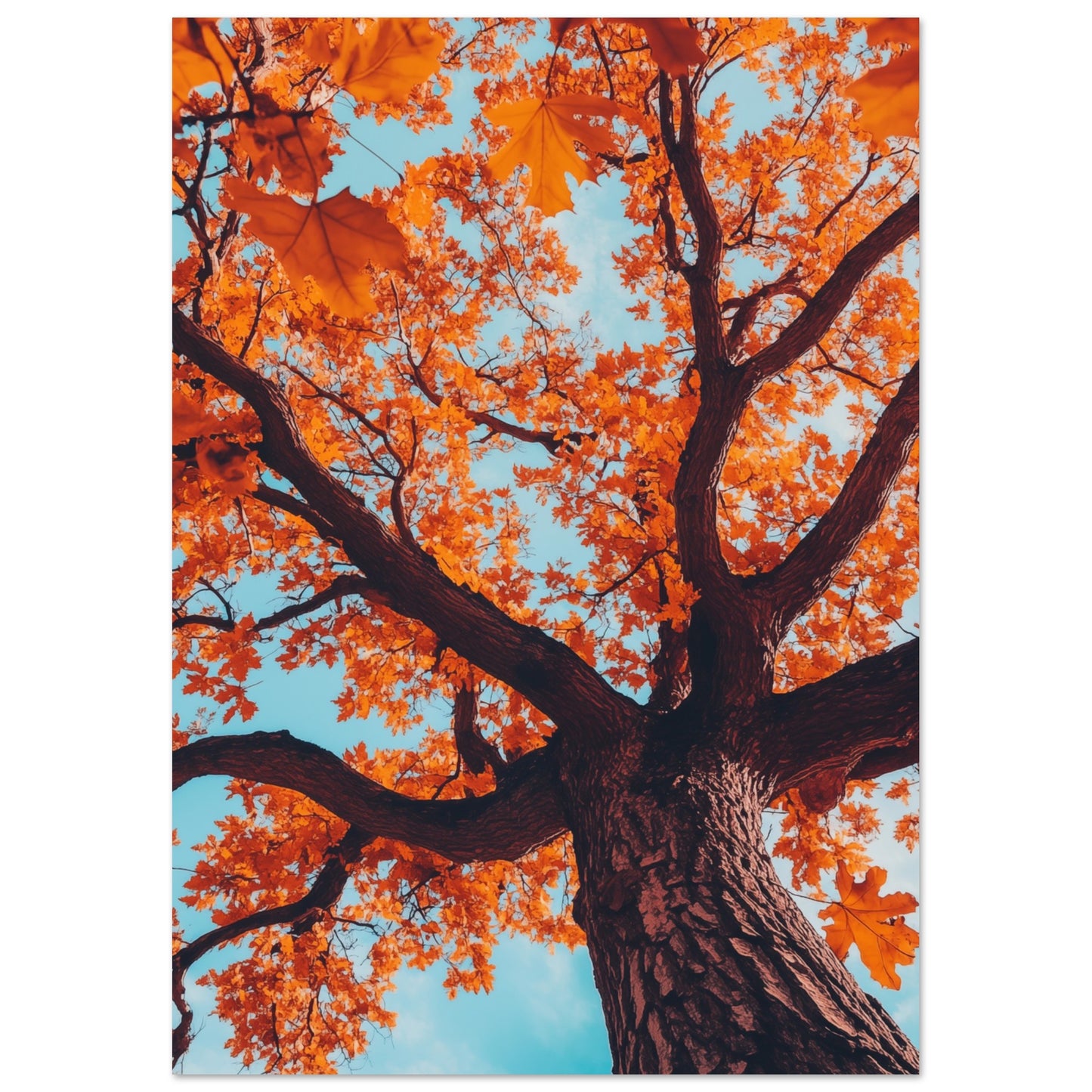 Majestätische Herbst-Eiche A4 21x29.7 cm - Pixara