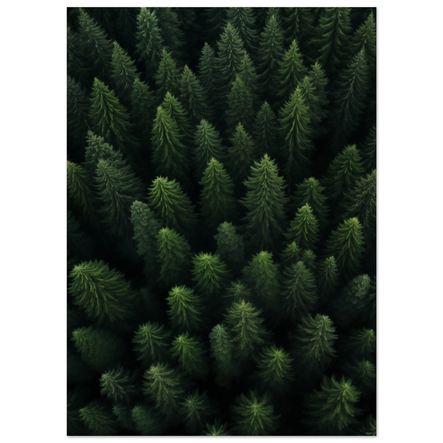 Wald von oben Poster 13x18 cm - Pixara
