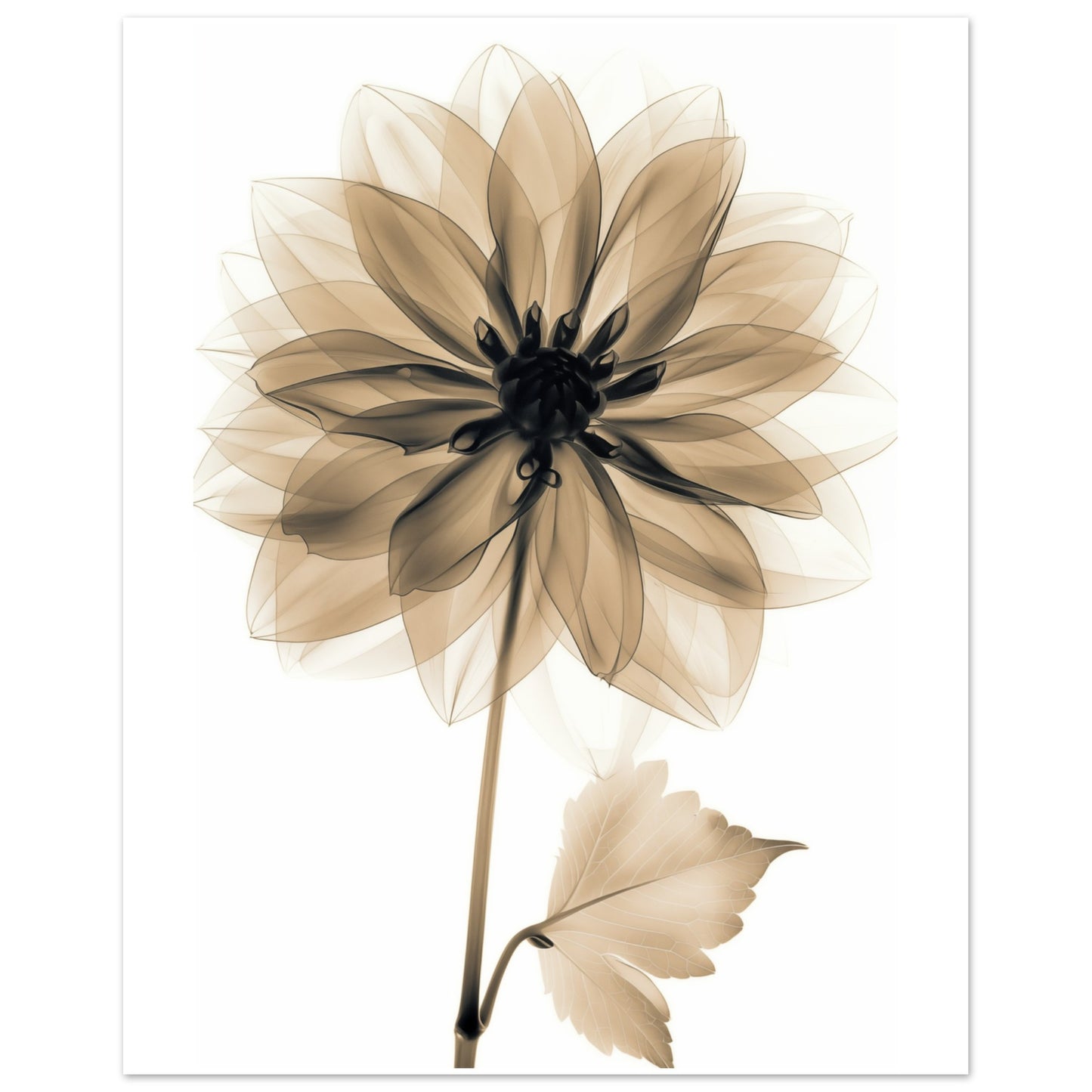 Röntgendahlie 20x25 cm - Pixara