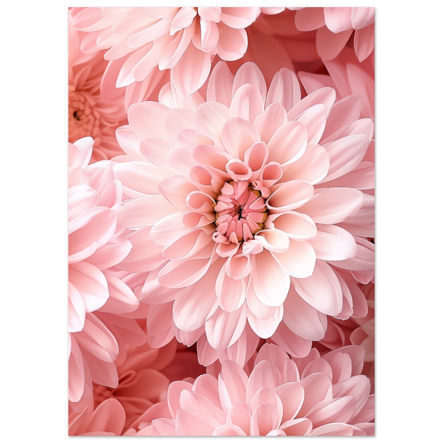 Rosa Chrysantheme Poster 50x70 cm - Pixara