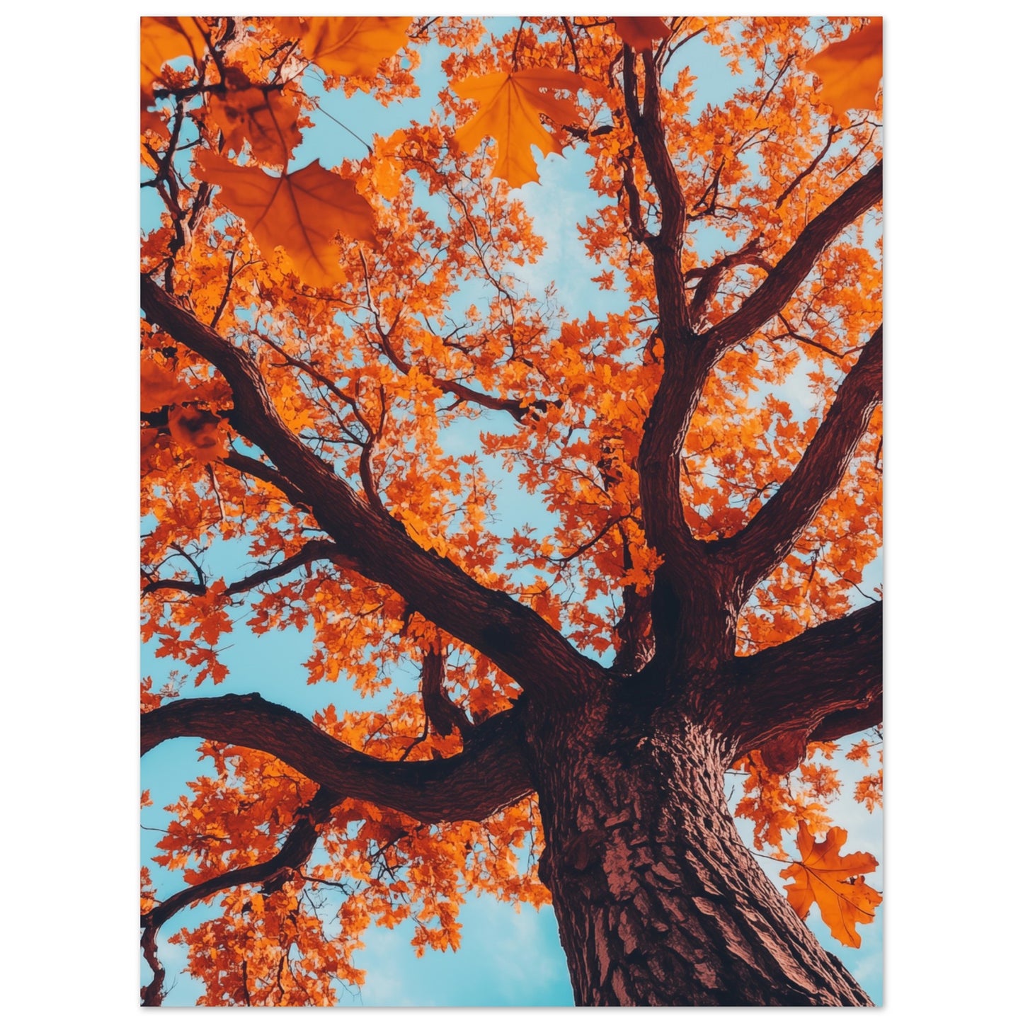 Majestätische Herbst-Eiche 30x40 cm - Pixara