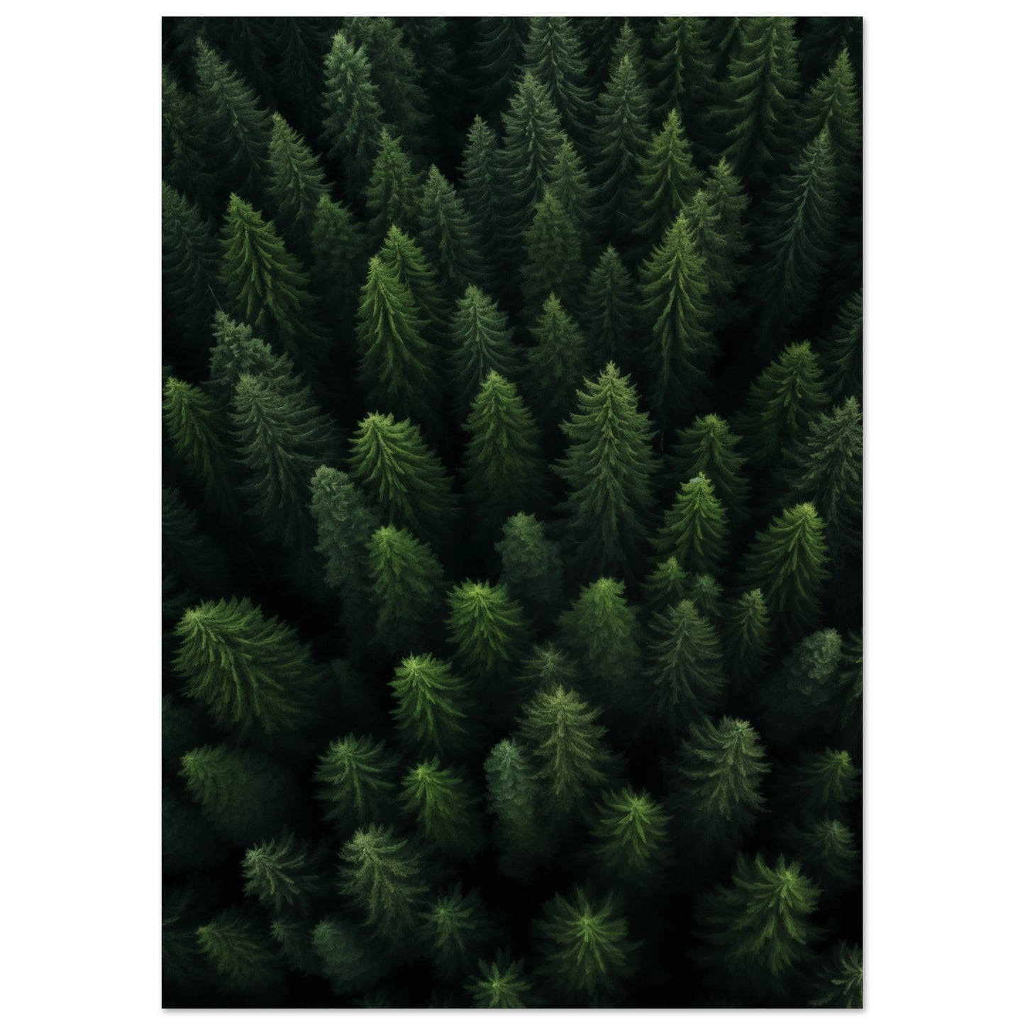 Wald von oben Poster A4 21x29.7 cm - Pixara