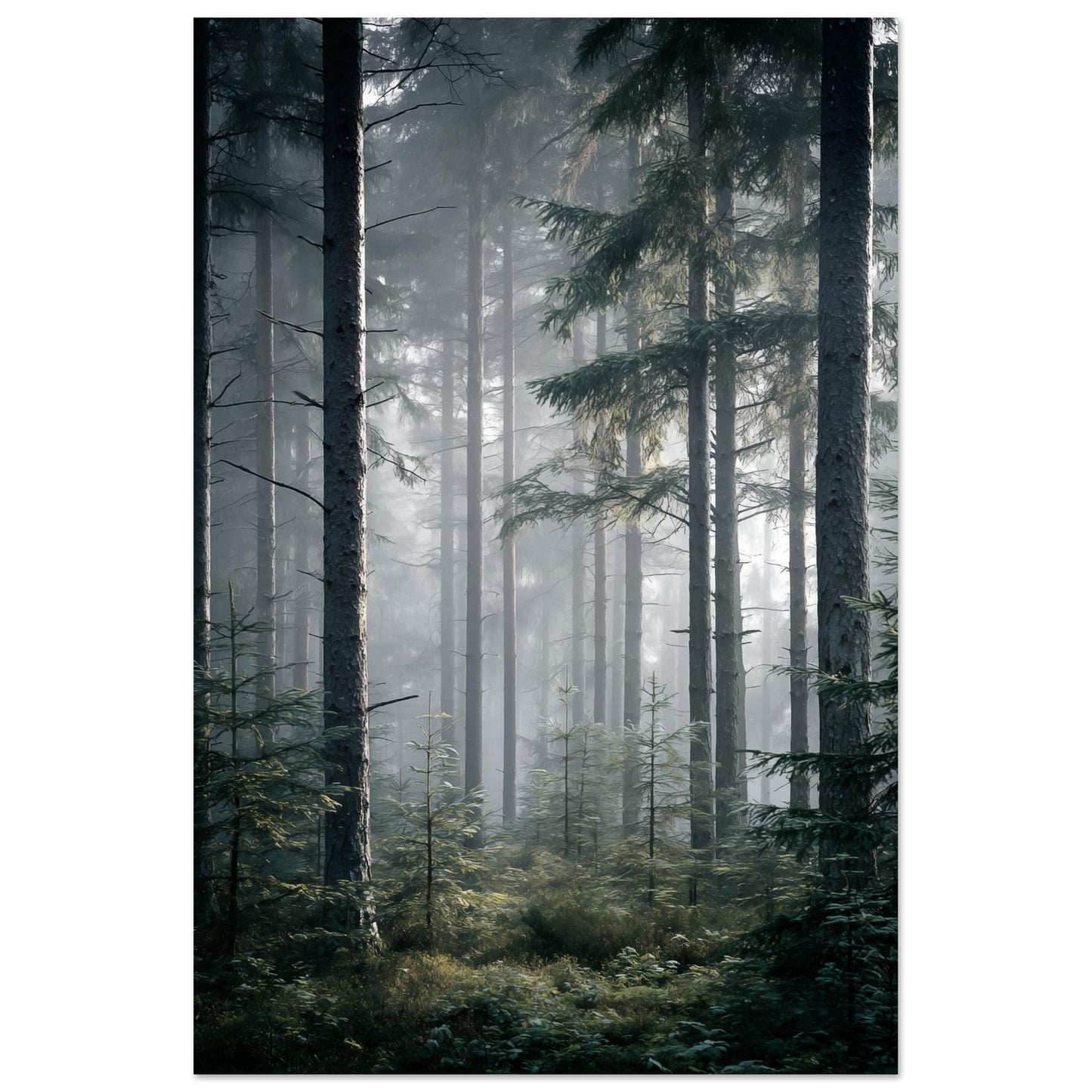 Morgennebel im Wald - Pixara