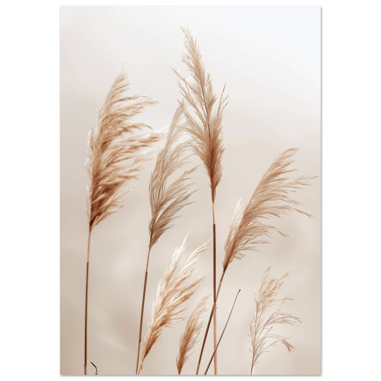 Weiche Gräser im Wind A4 21x29.7 cm - Pixara